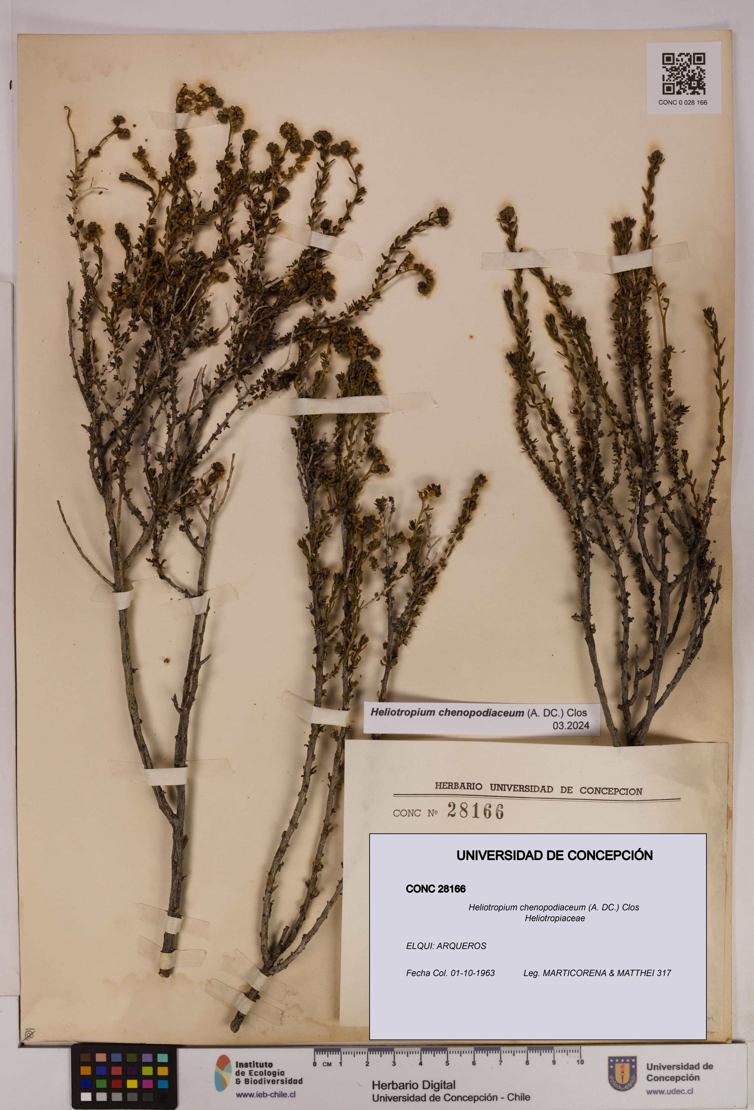 Heliotropium chenopodiaceum [Espécimen: ]