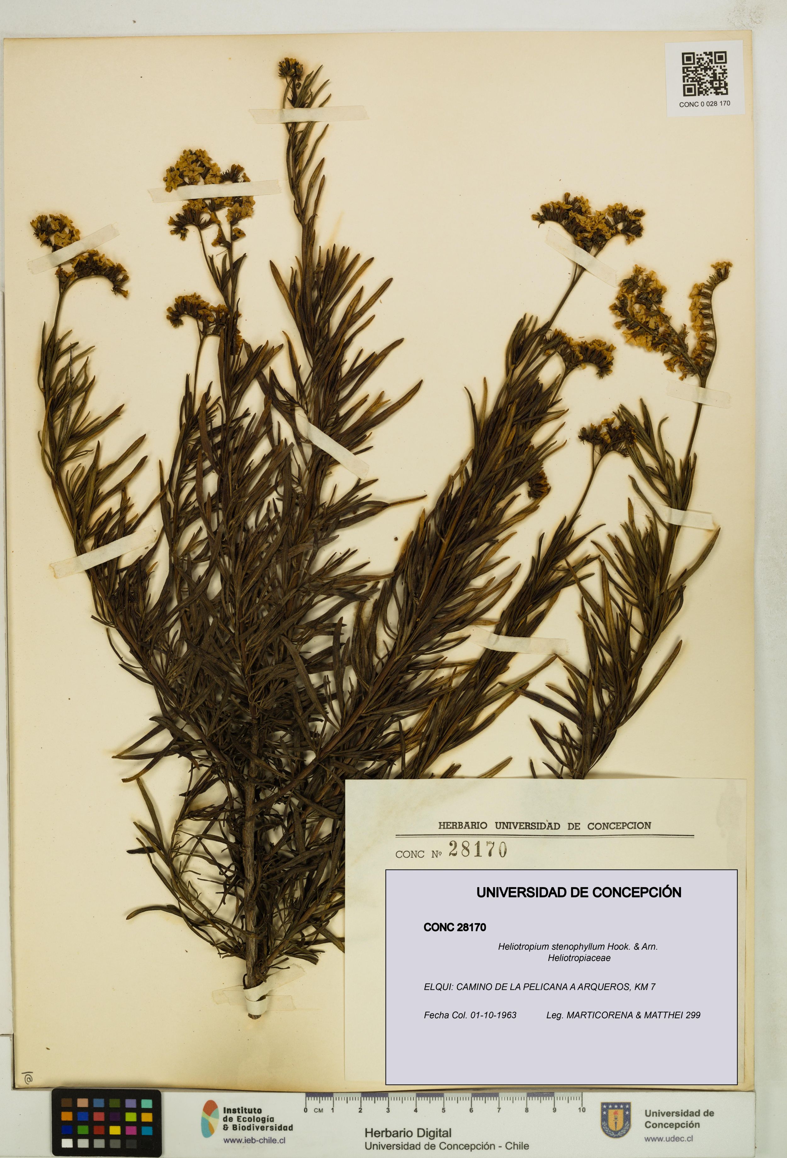 Heliotropium stenophyllum [Espécimen: ]