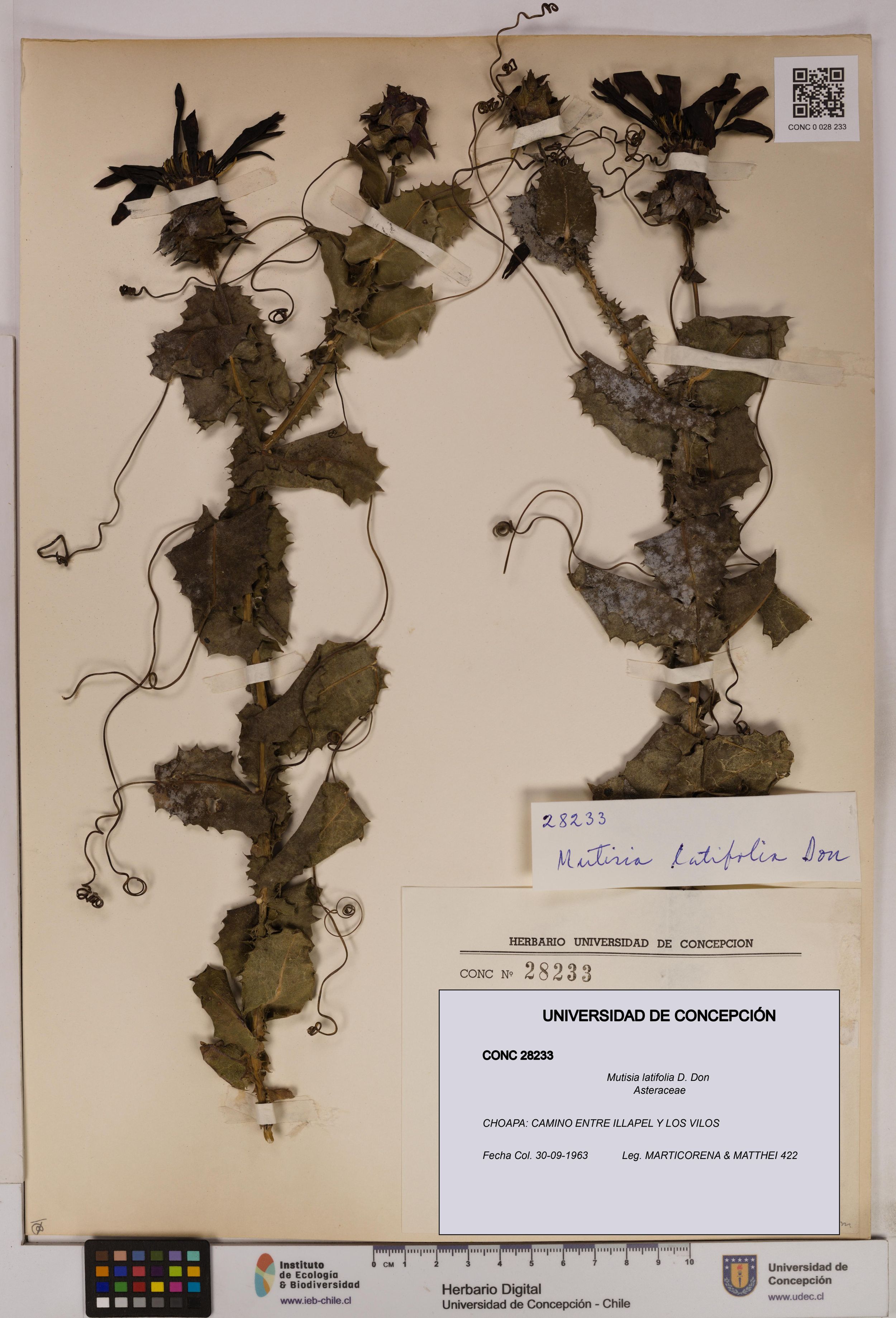 Mutisia latifolia [Espécimen: ]
