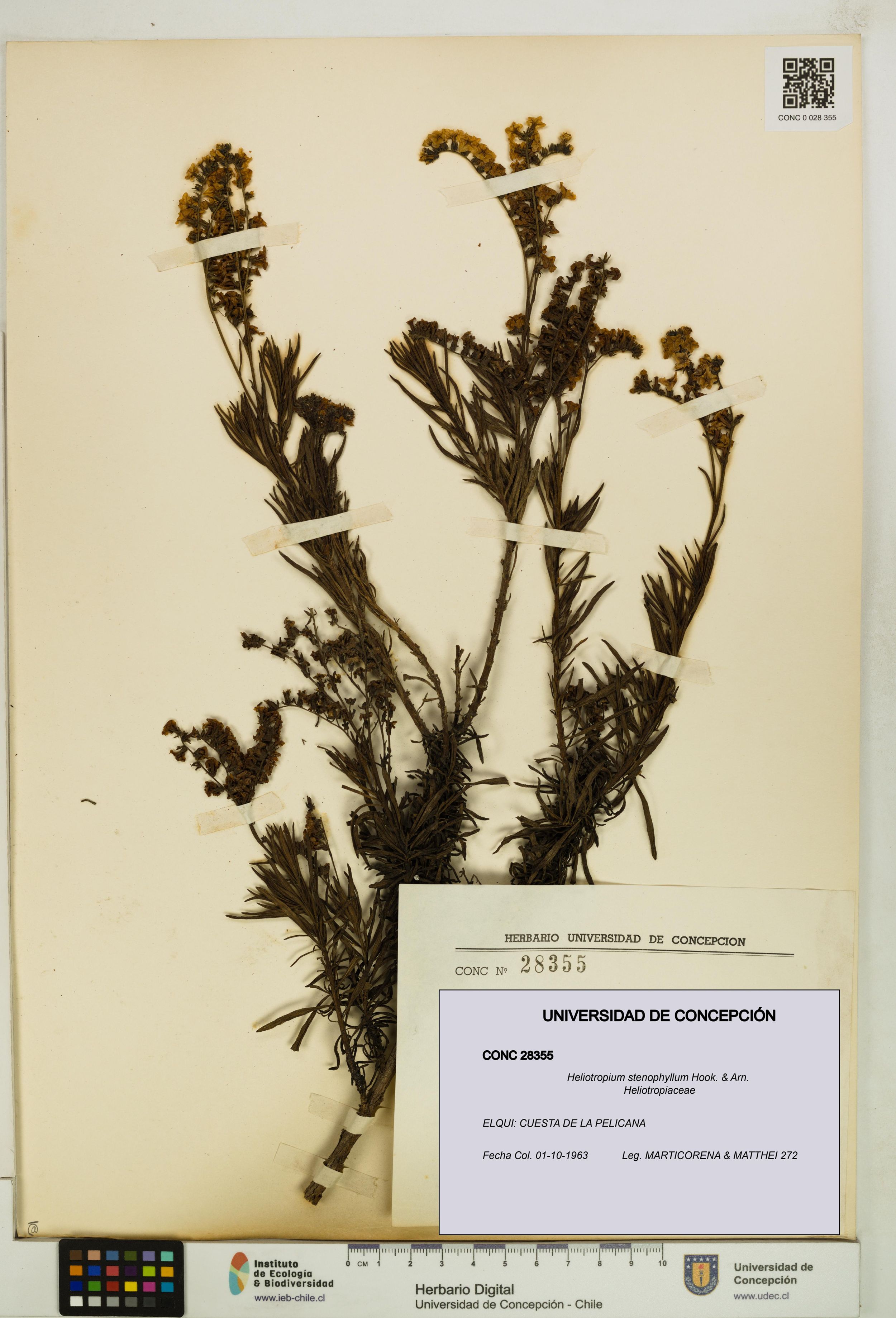 Heliotropium stenophyllum [Espécimen: ]