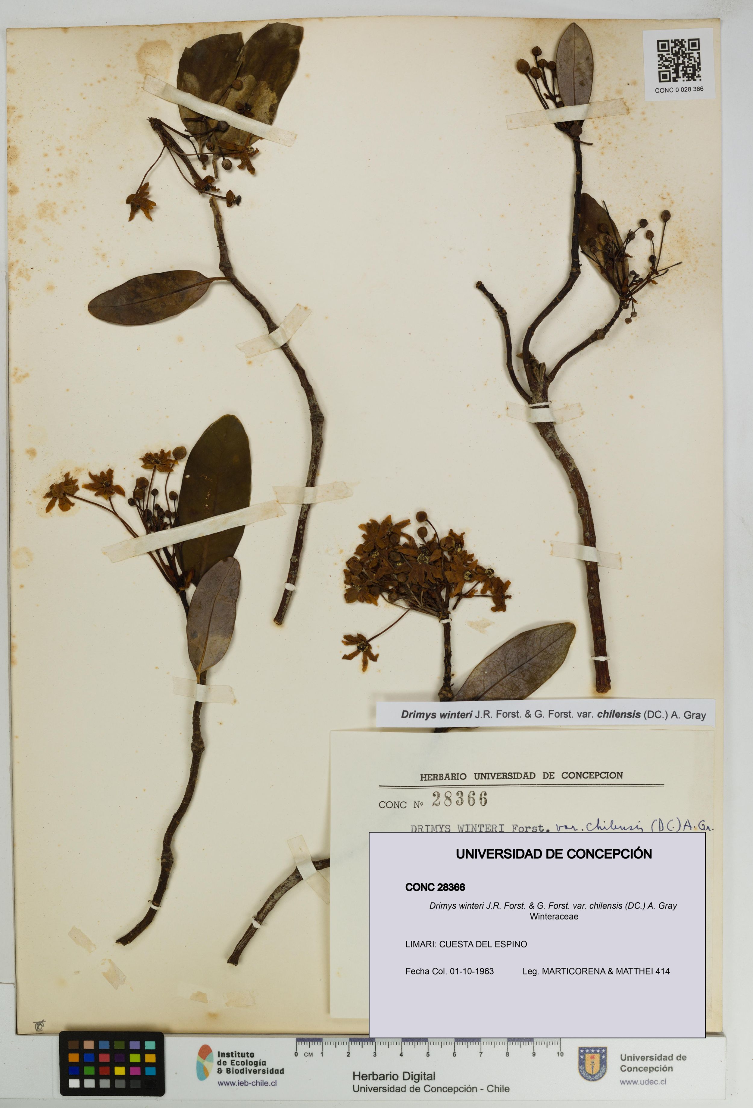 Drimys winteri var. chilensis [Espécimen: ]