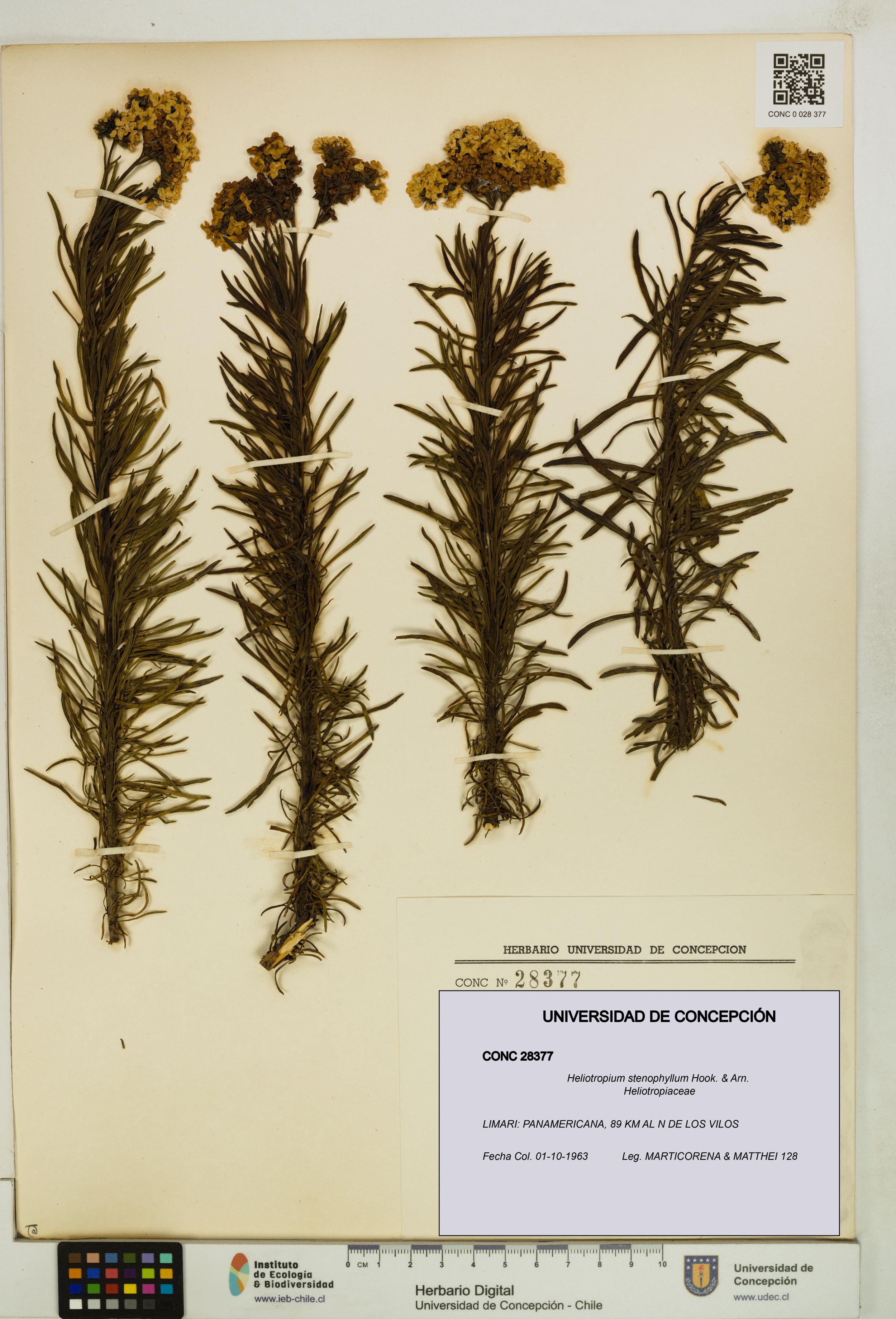 Heliotropium stenophyllum [Espécimen: ]