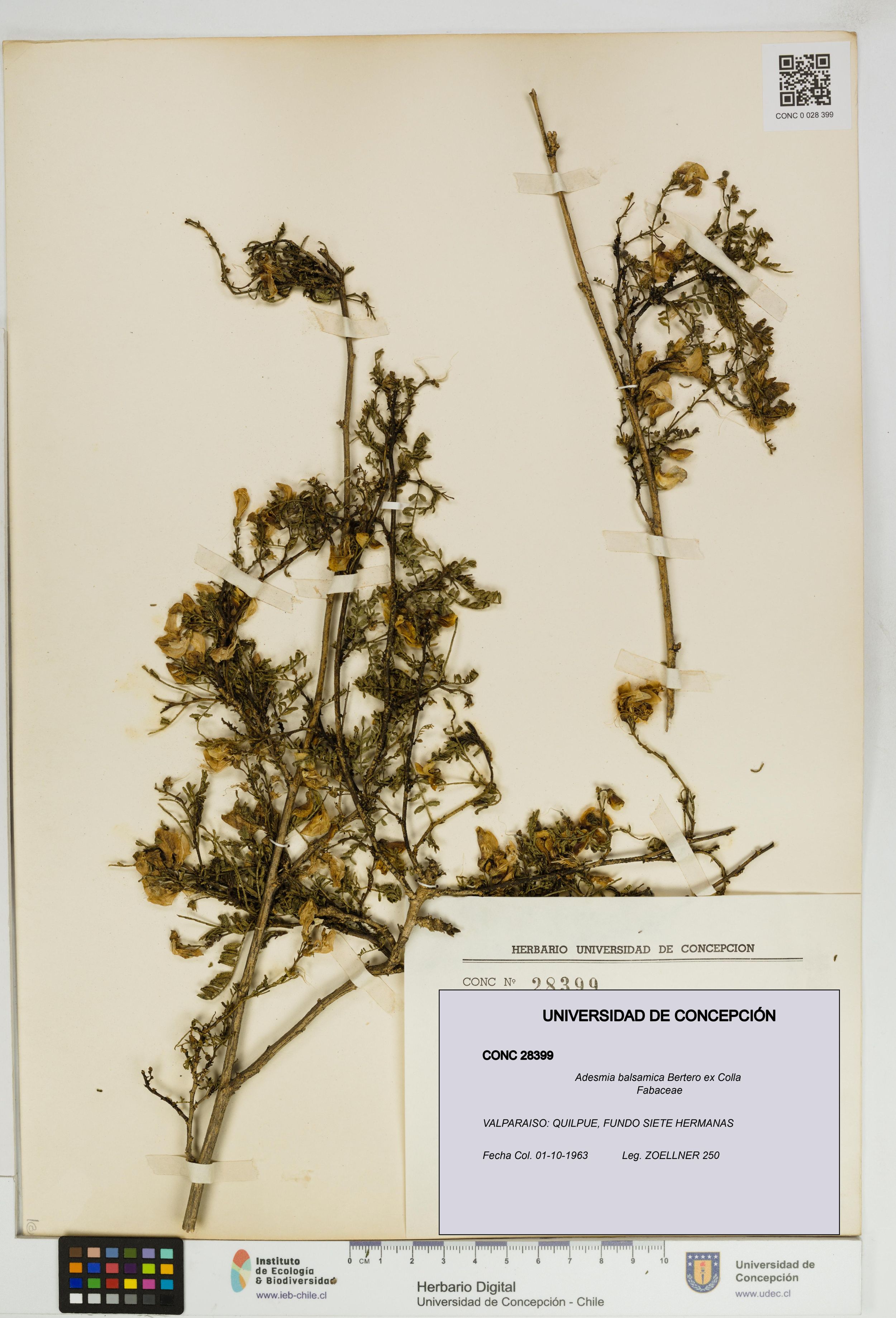 Adesmia balsamica [Espécimen: ]