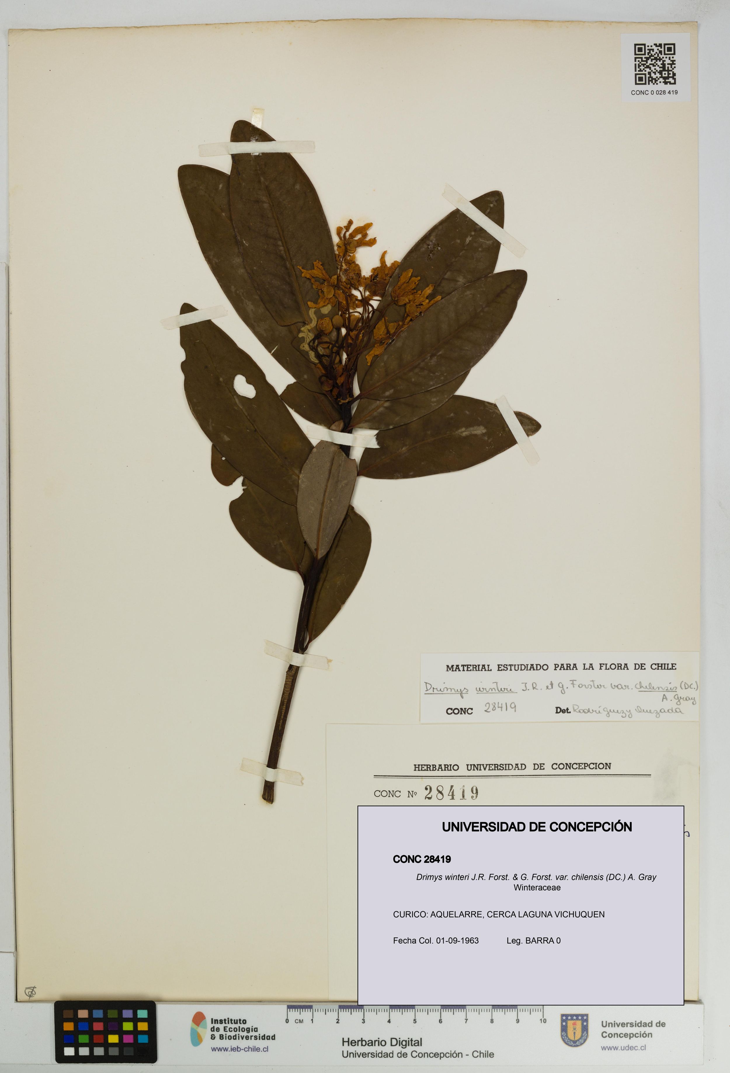 Drimys winteri var. chilensis [Espécimen: ]