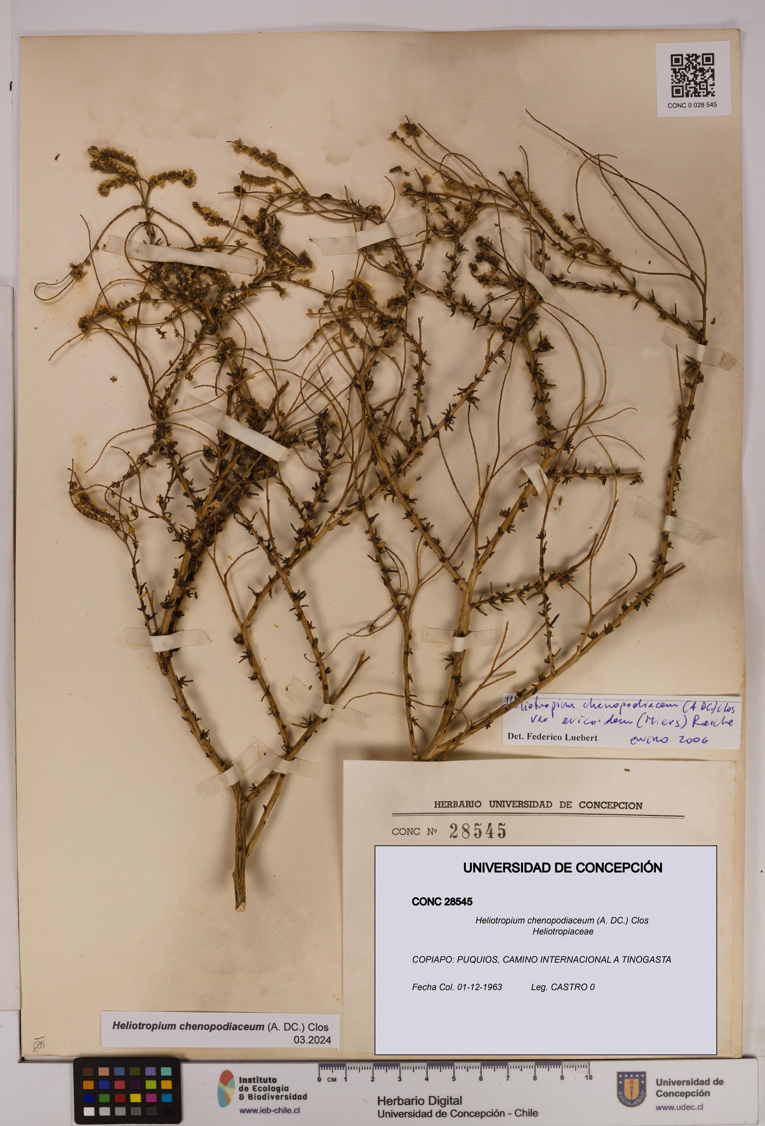 Heliotropium chenopodiaceum [Espécimen: ]