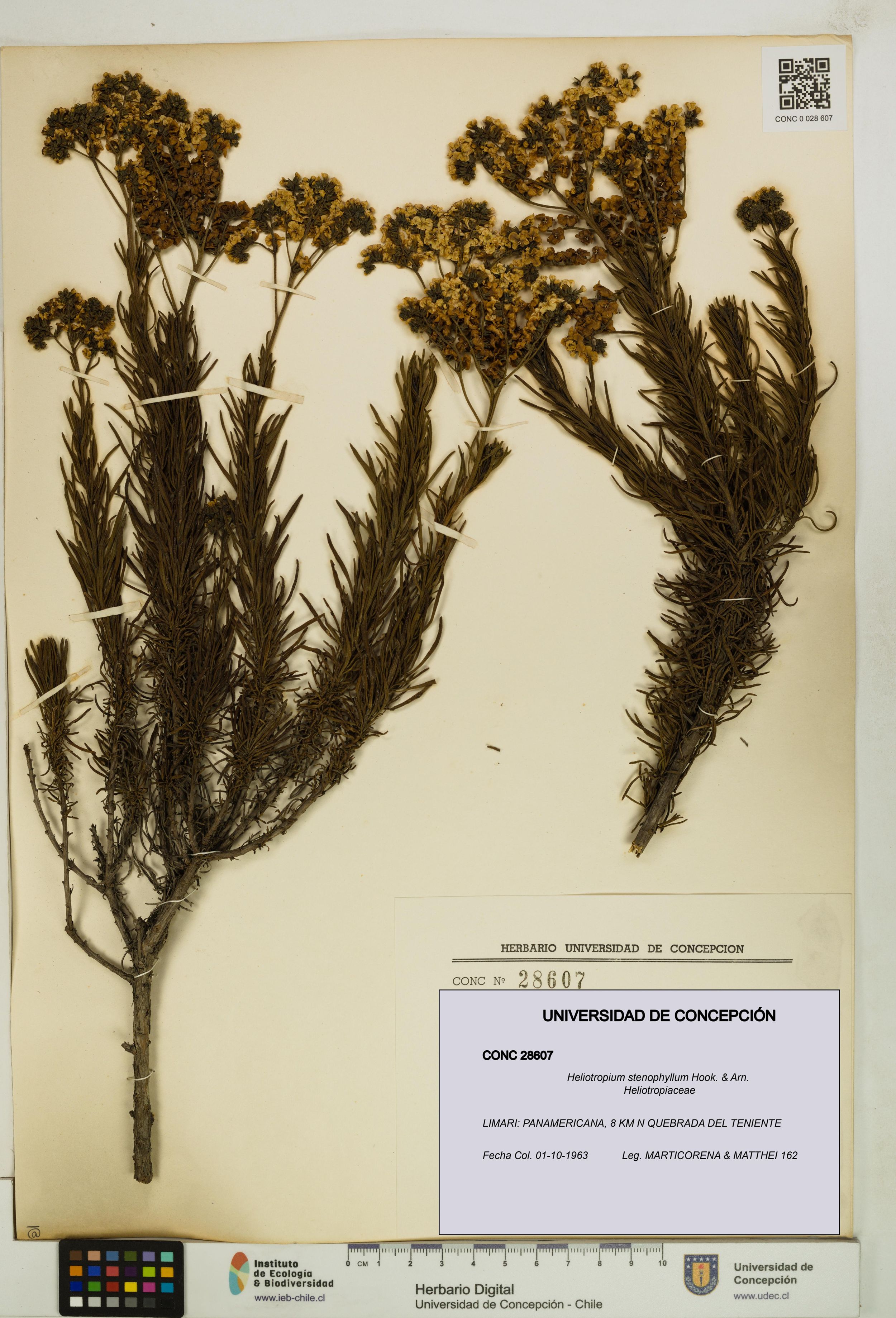 Heliotropium stenophyllum [Espécimen: ]