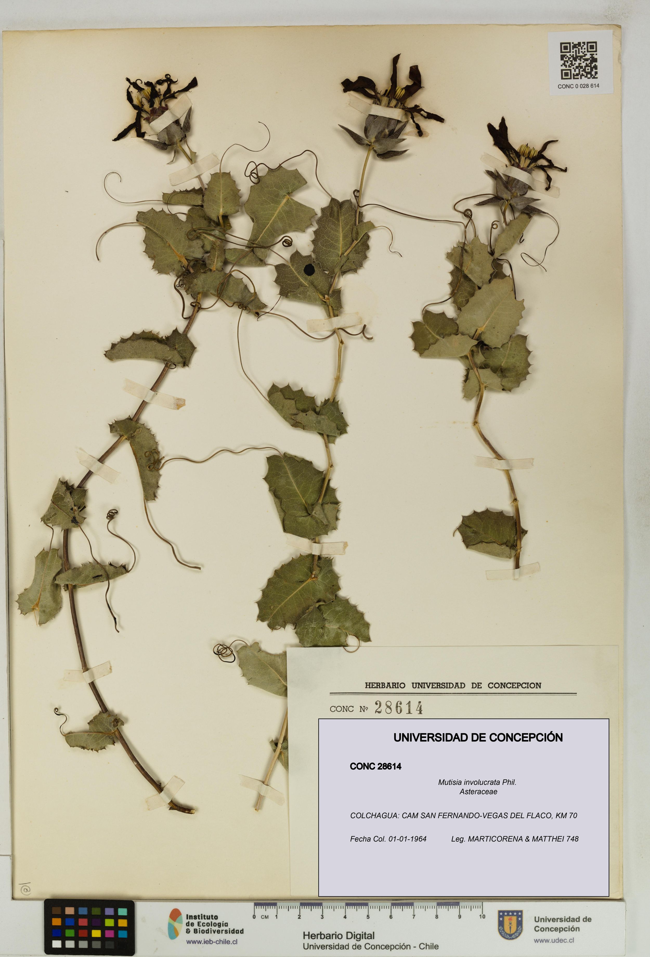 Mutisia involucrata [Espécimen: ]