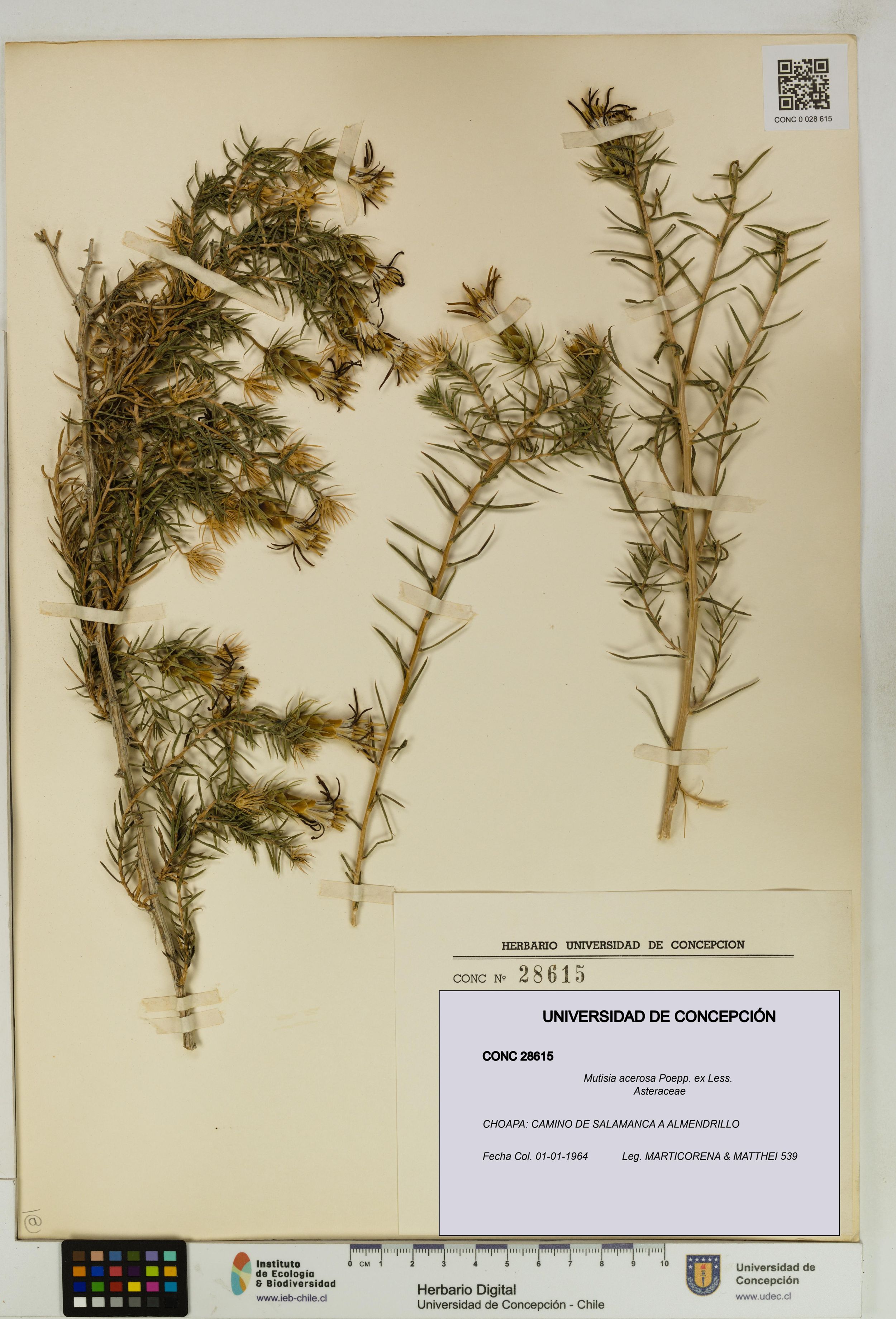 Mutisia acerosa [Espécimen: ]