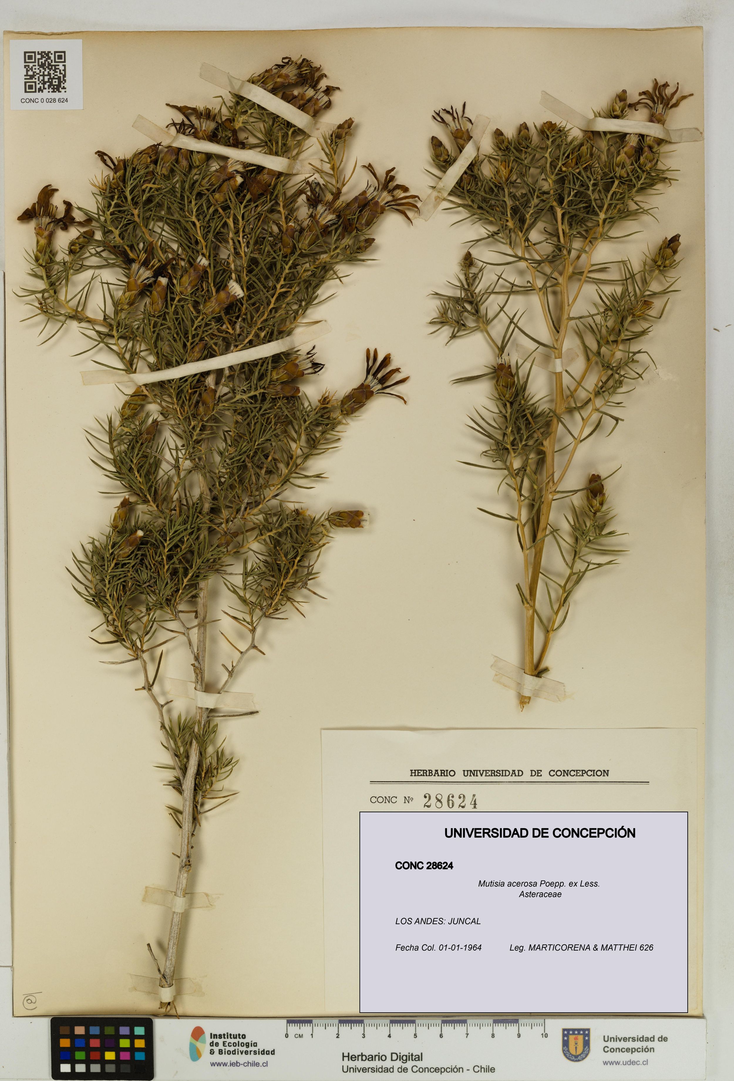 Mutisia acerosa [Espécimen: ]