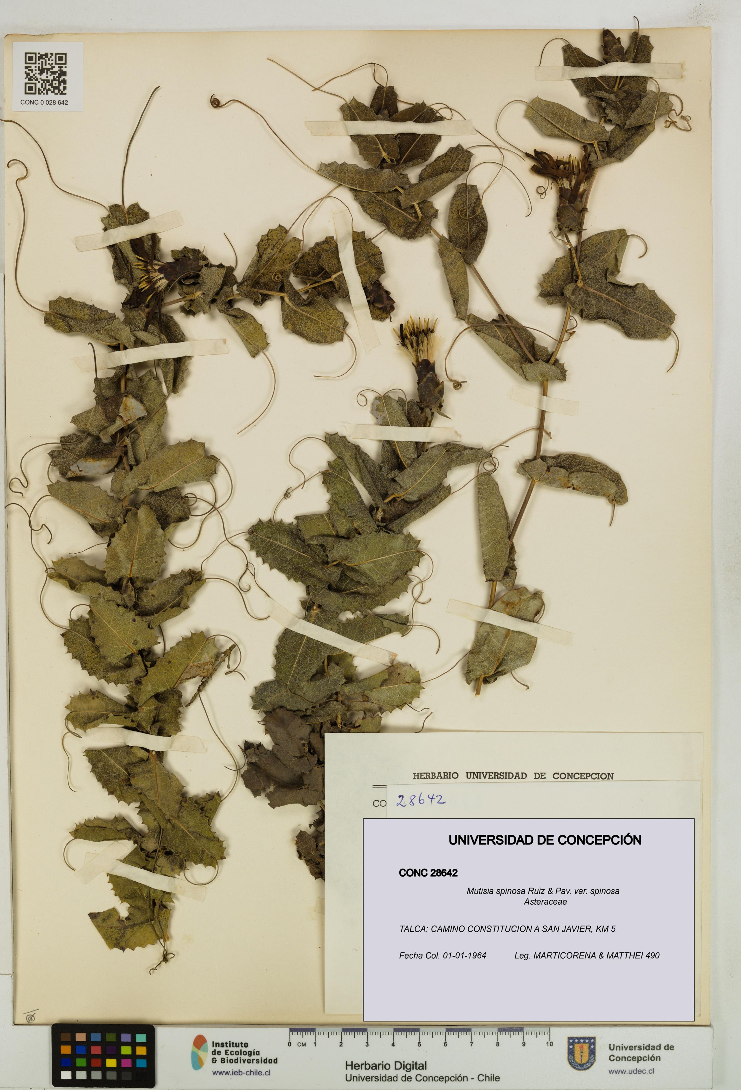 Mutisia spinosa var. spinosa [Espécimen: ]