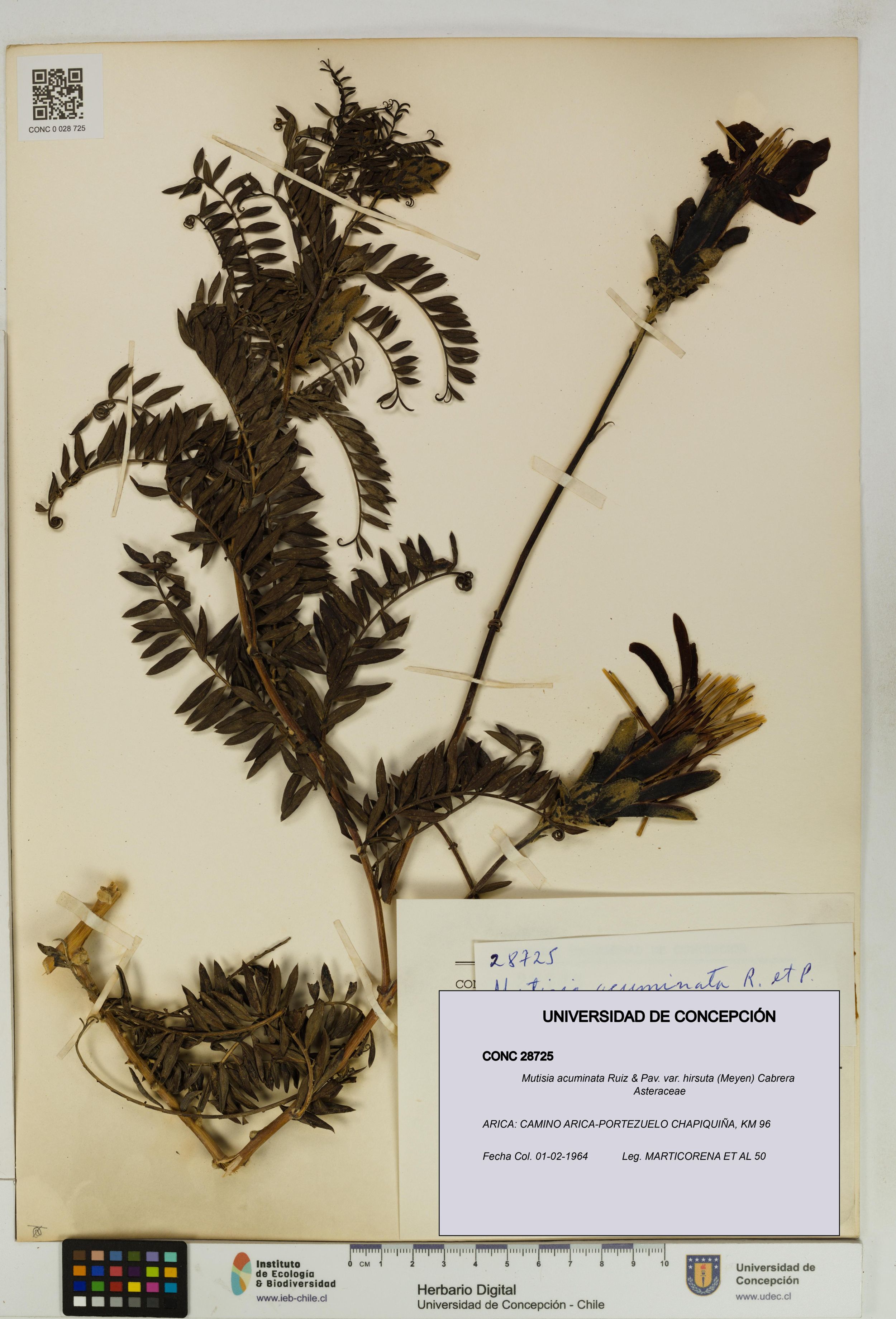 Mutisia acuminata var. hirsuta [Espécimen: ]