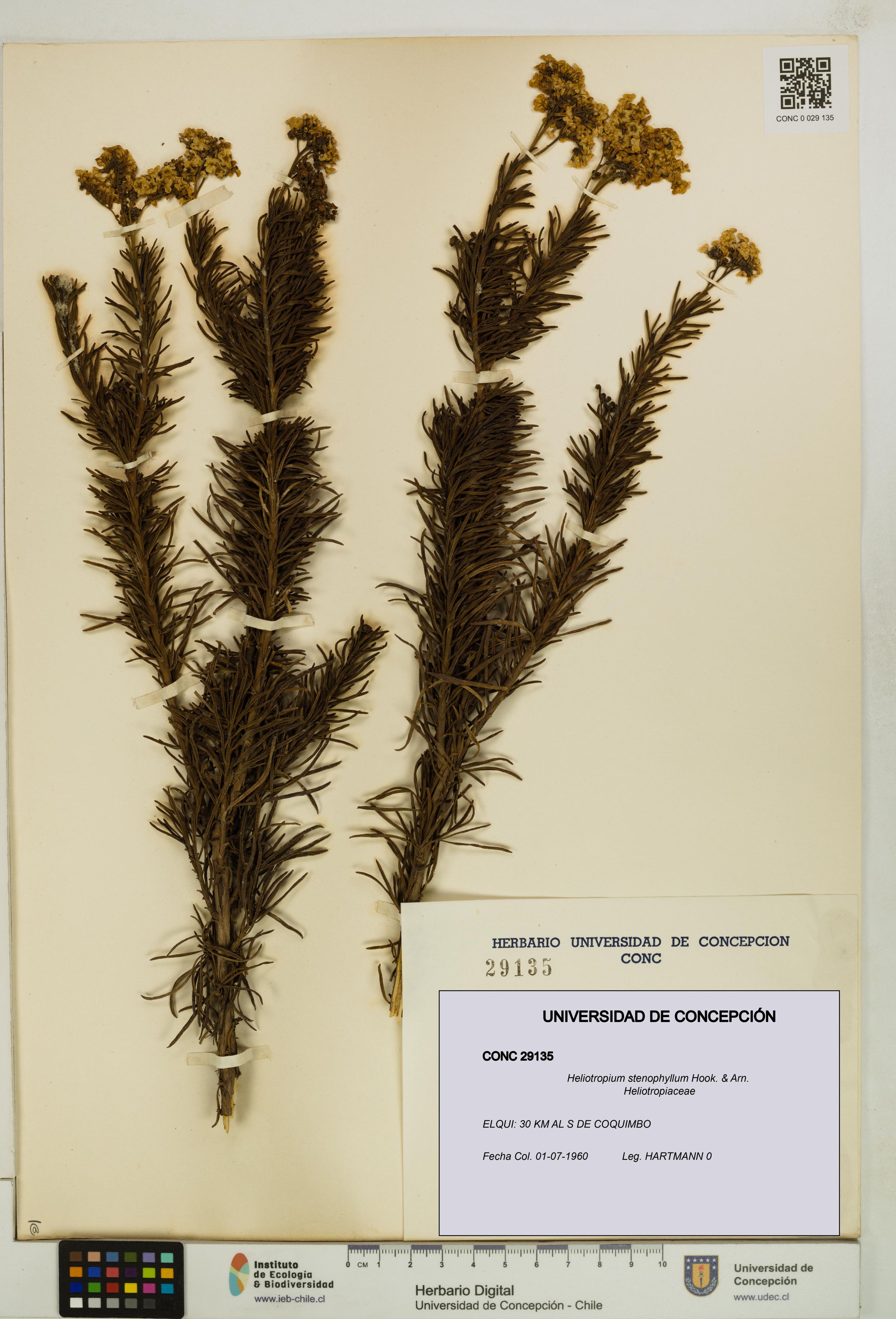 Heliotropium stenophyllum [Espécimen: ]