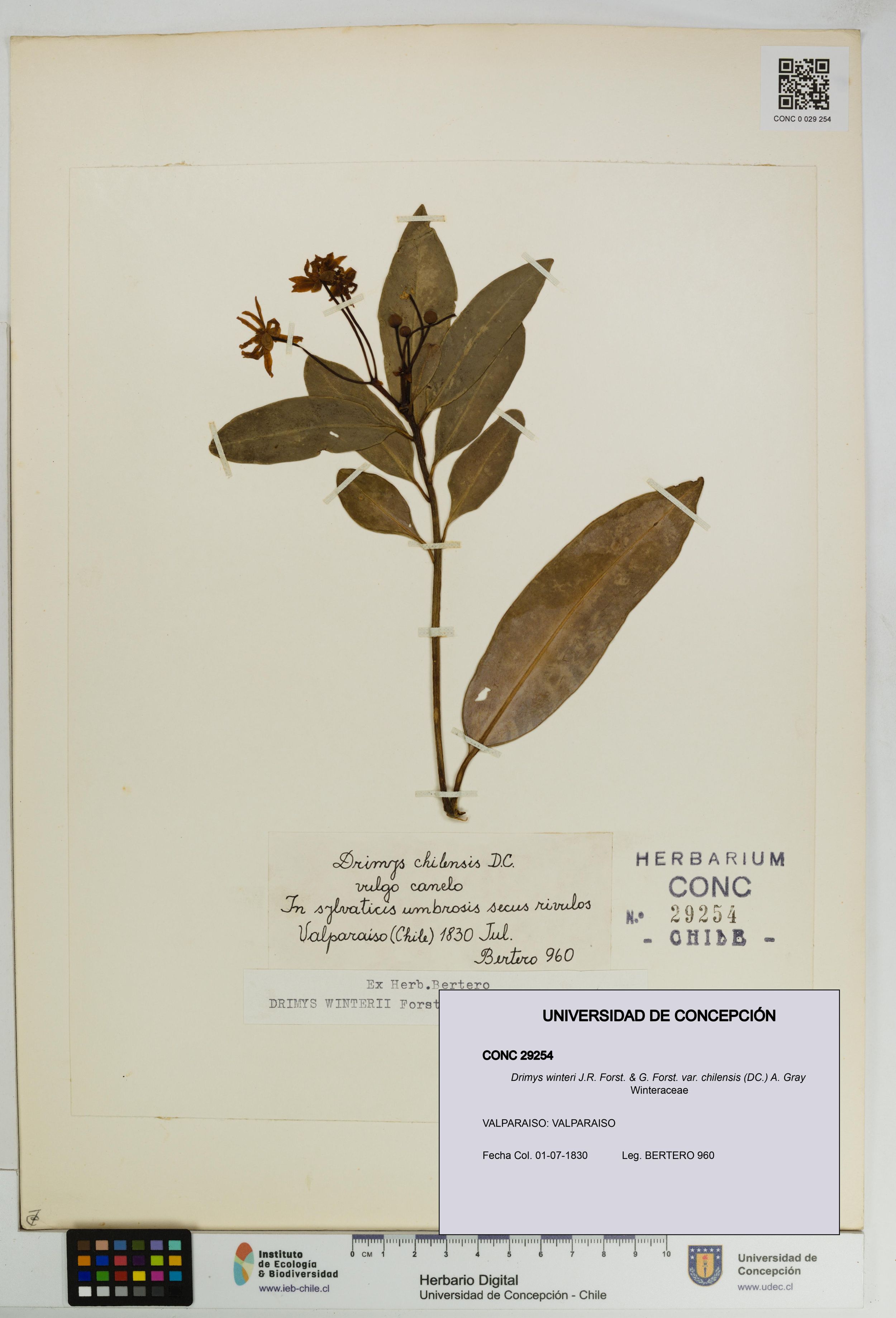 Drimys winteri var. chilensis [Espécimen: ]