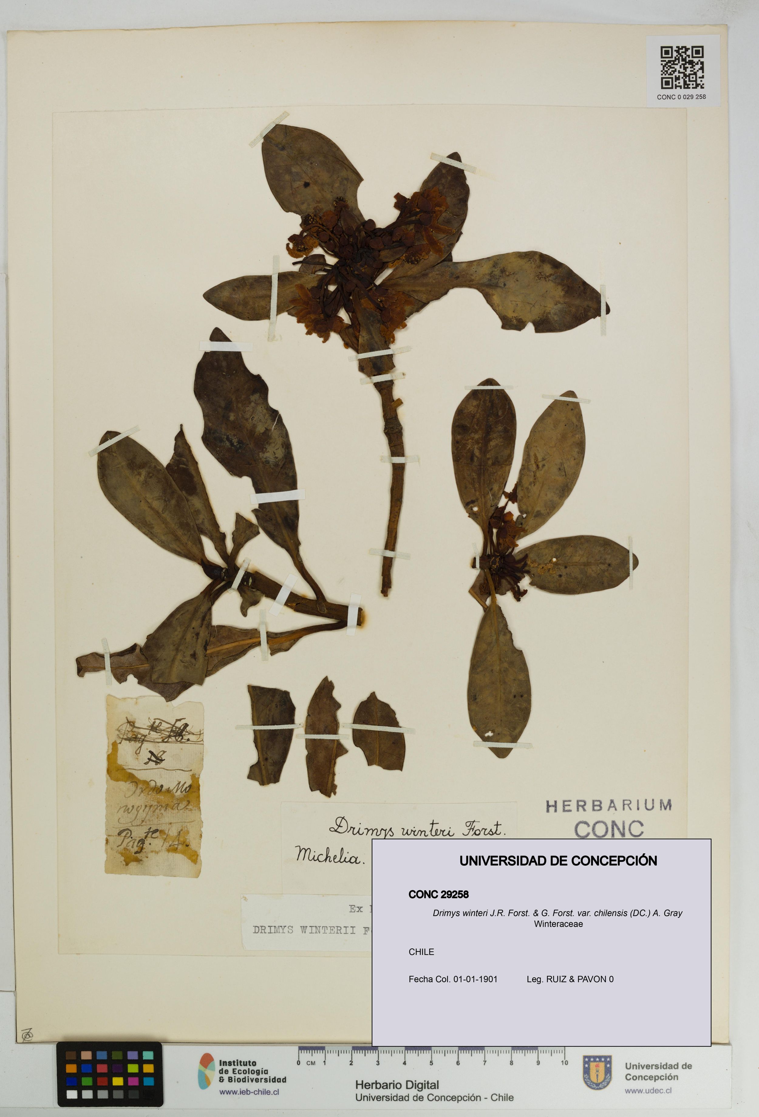Drimys winteri var. chilensis [Espécimen: ]