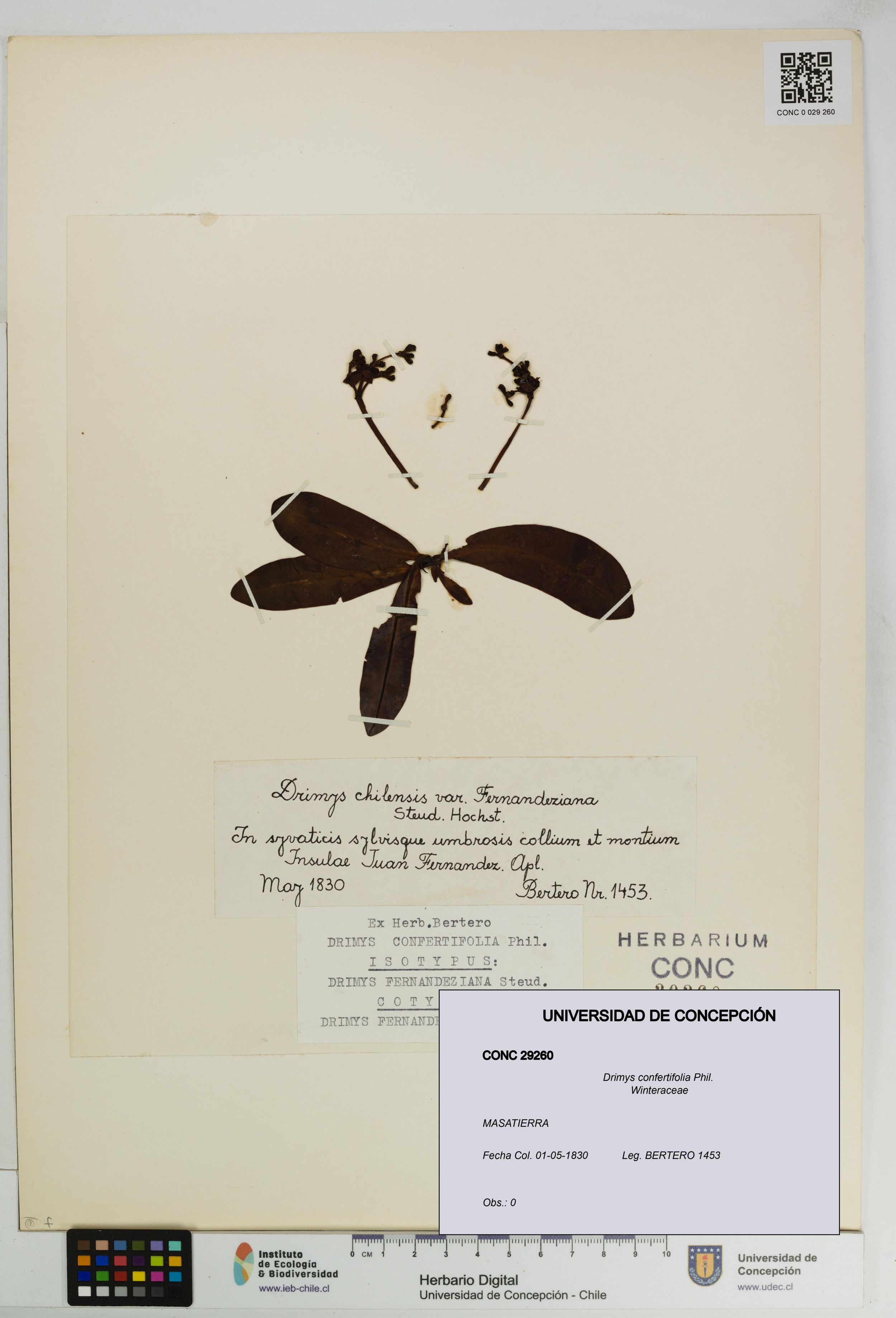 Drimys confertifolia [Espécimen: ]