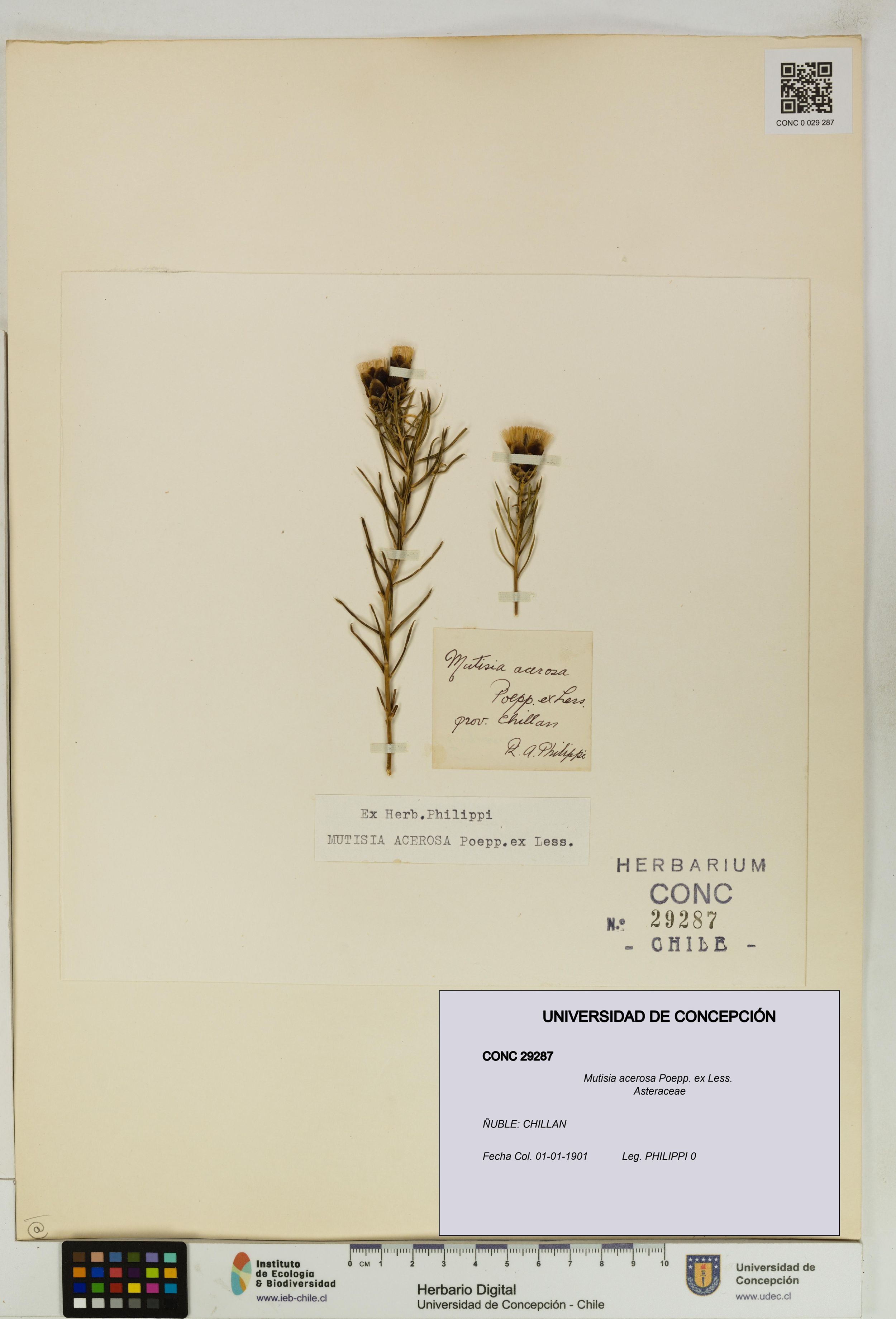 Mutisia acerosa [Espécimen: ]