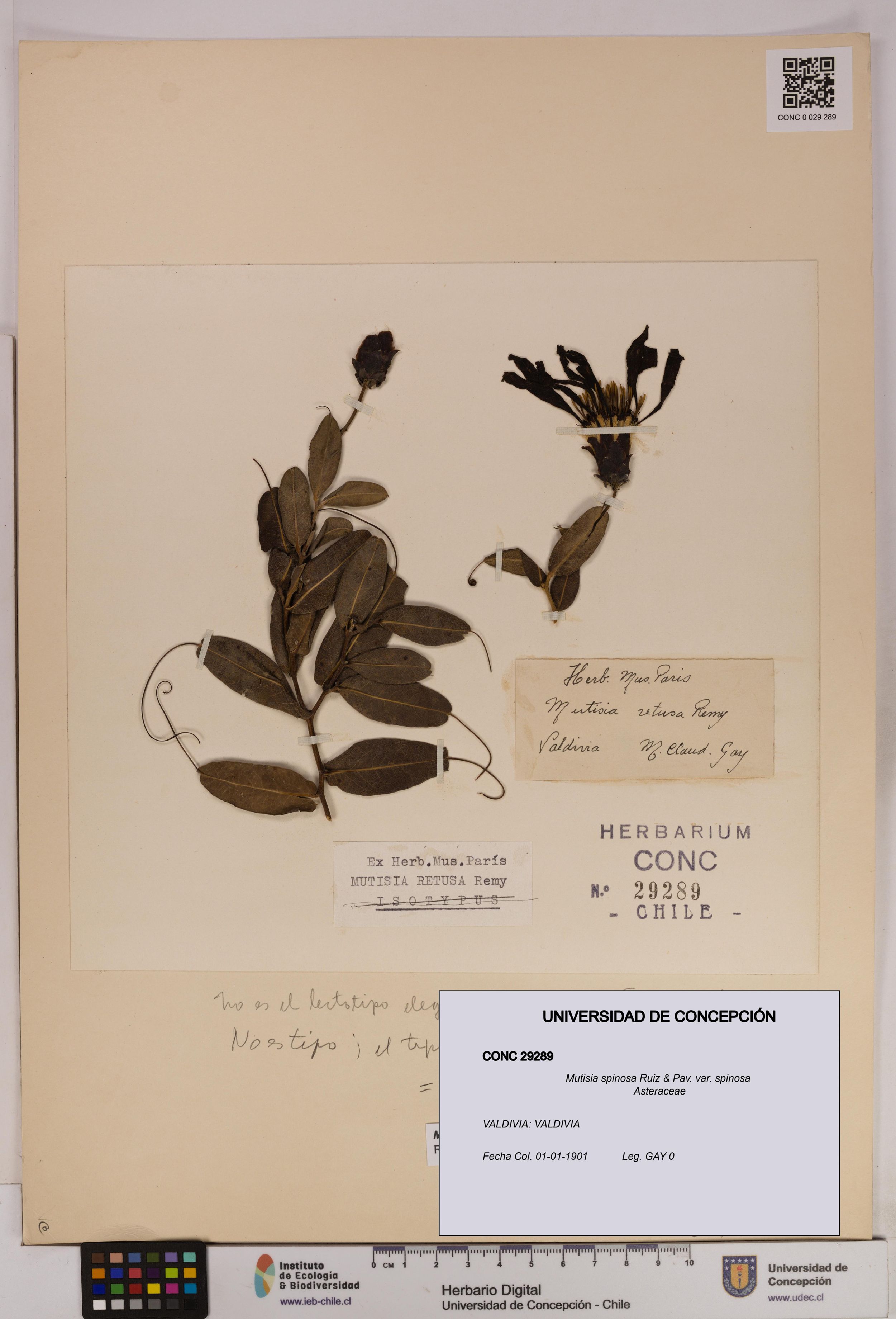 Mutisia spinosa var. spinosa [Espécimen: ]