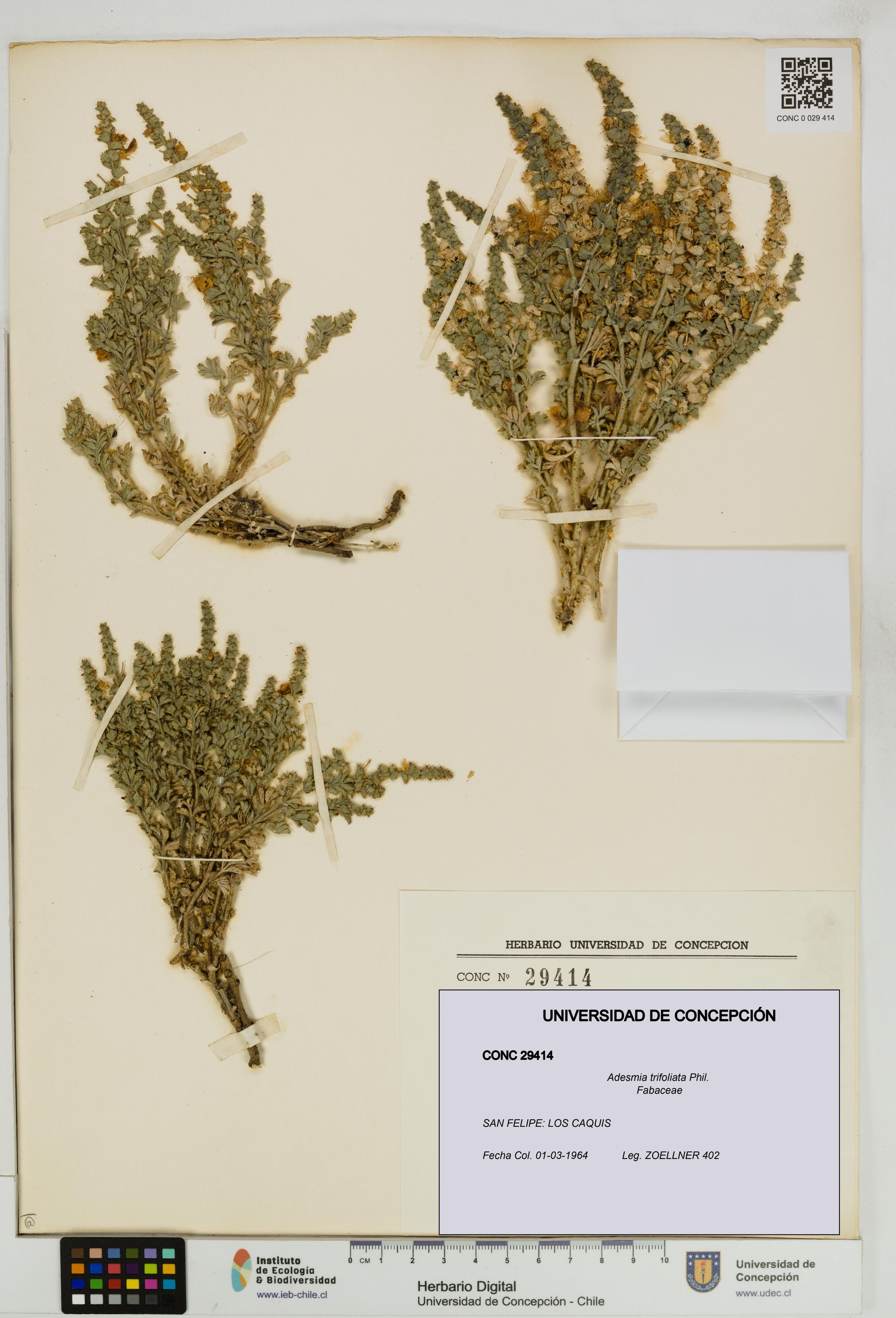 Adesmia trifoliata [Espécimen: ]