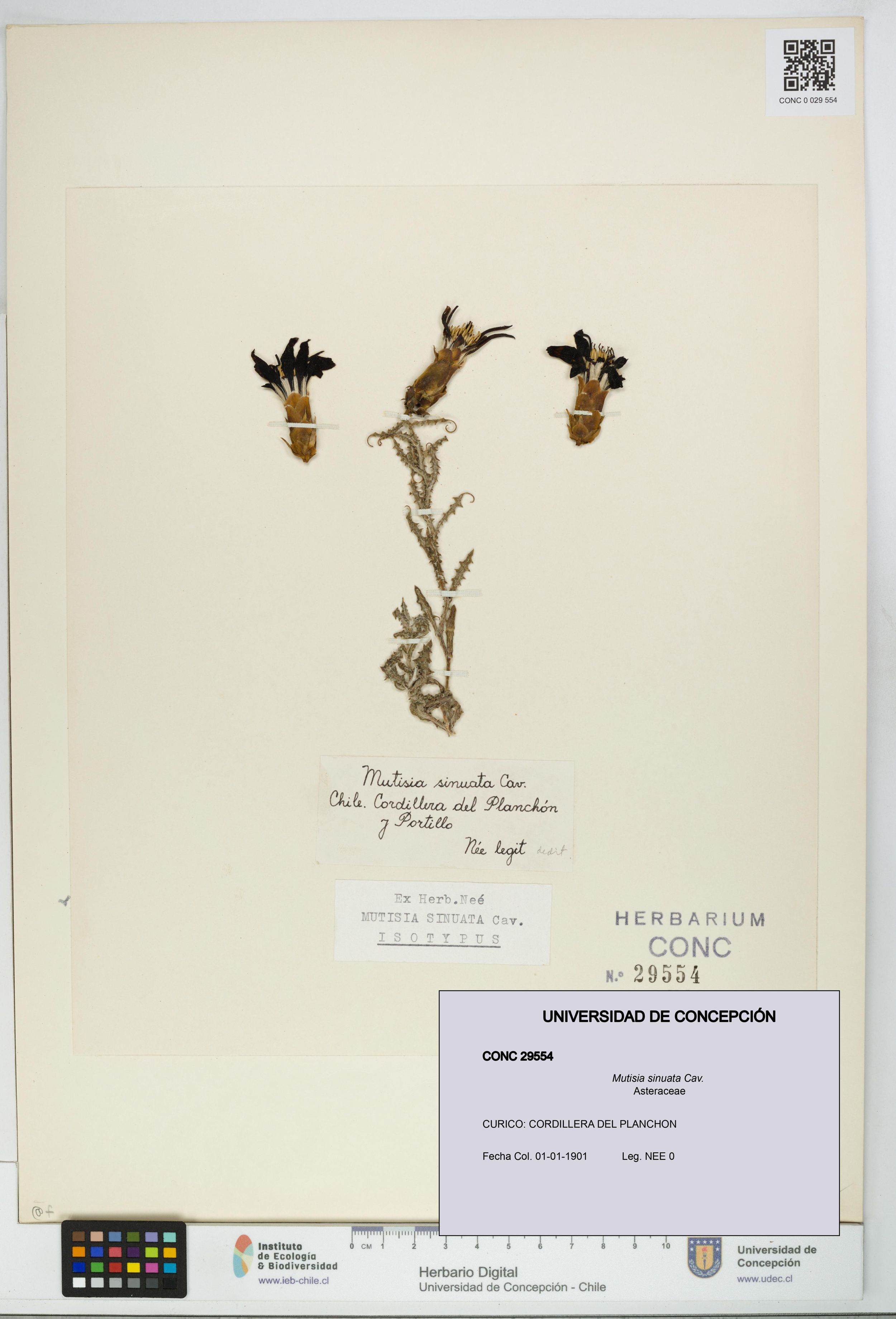 Mutisia sinuata [Espécimen: ]