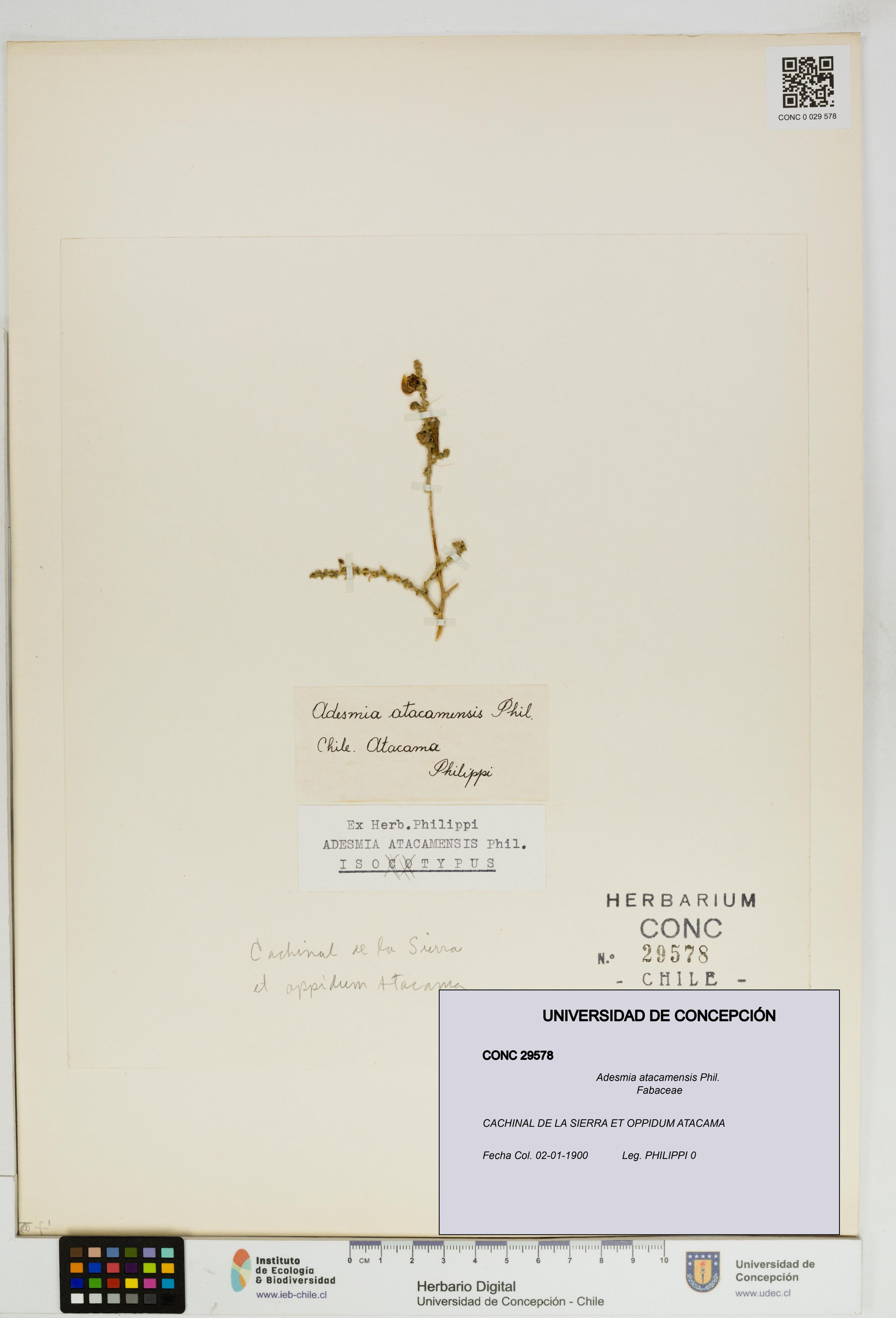 Adesmia atacamensis [Espécimen: ]