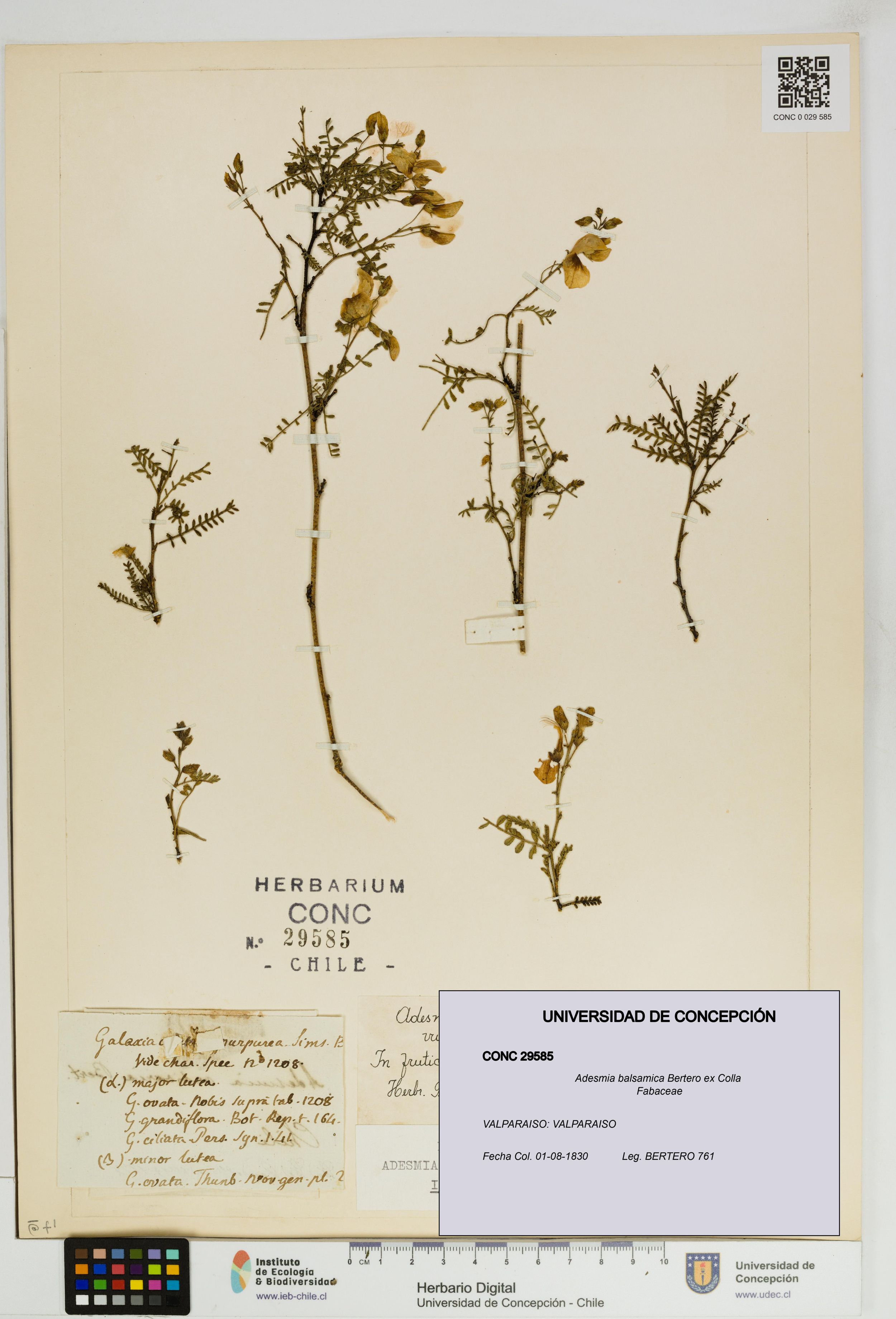 Adesmia balsamica [Espécimen: ]