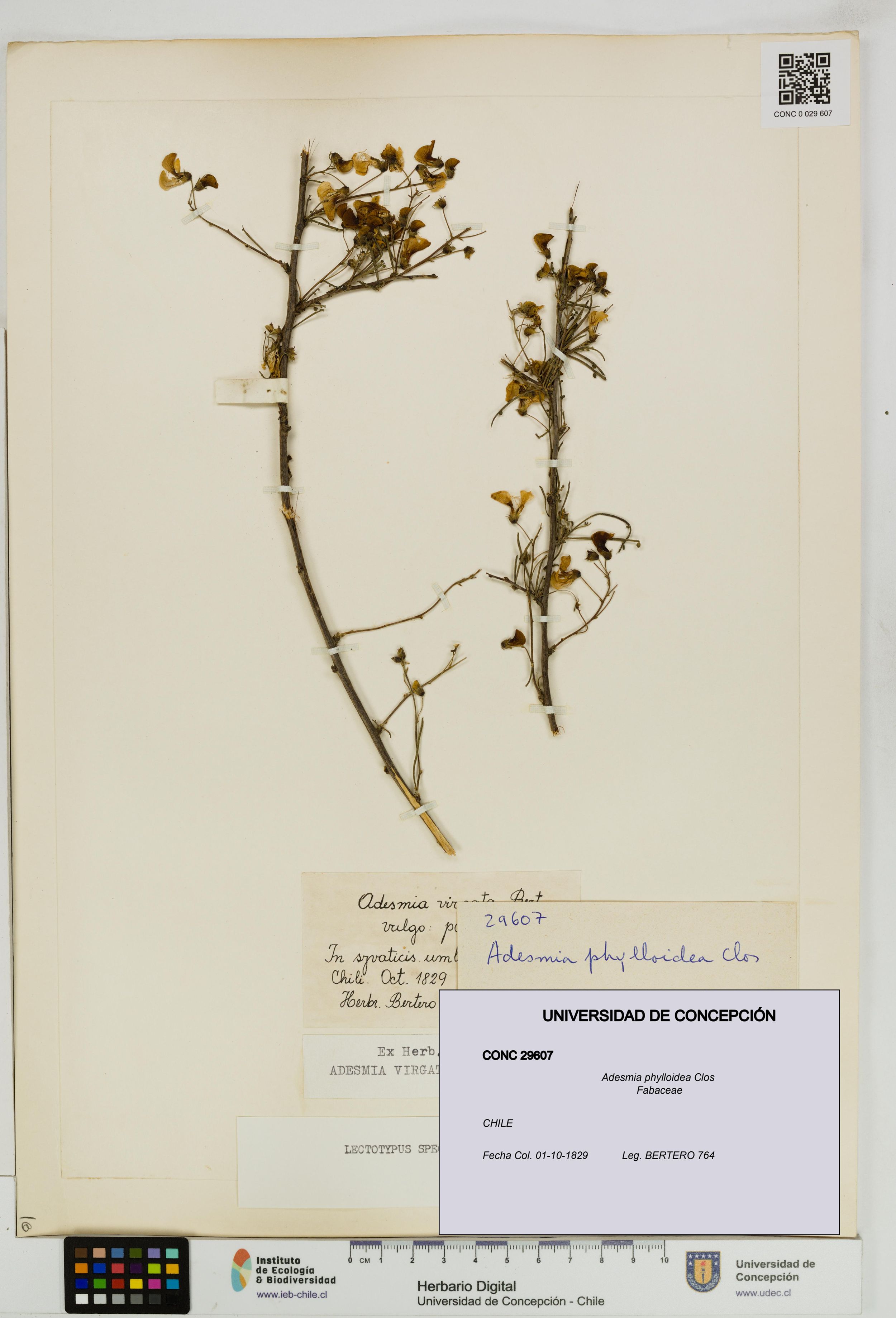 Adesmia phylloidea [Espécimen: ]