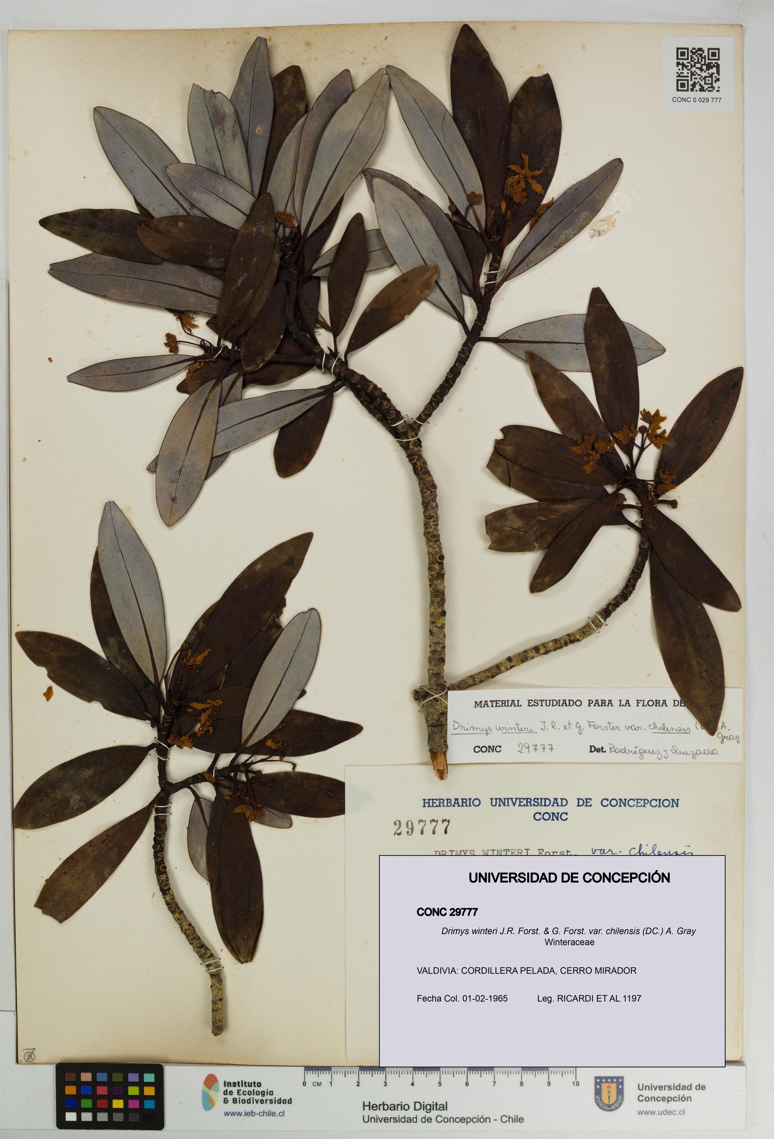 Drimys winteri var. chilensis [Espécimen: ]