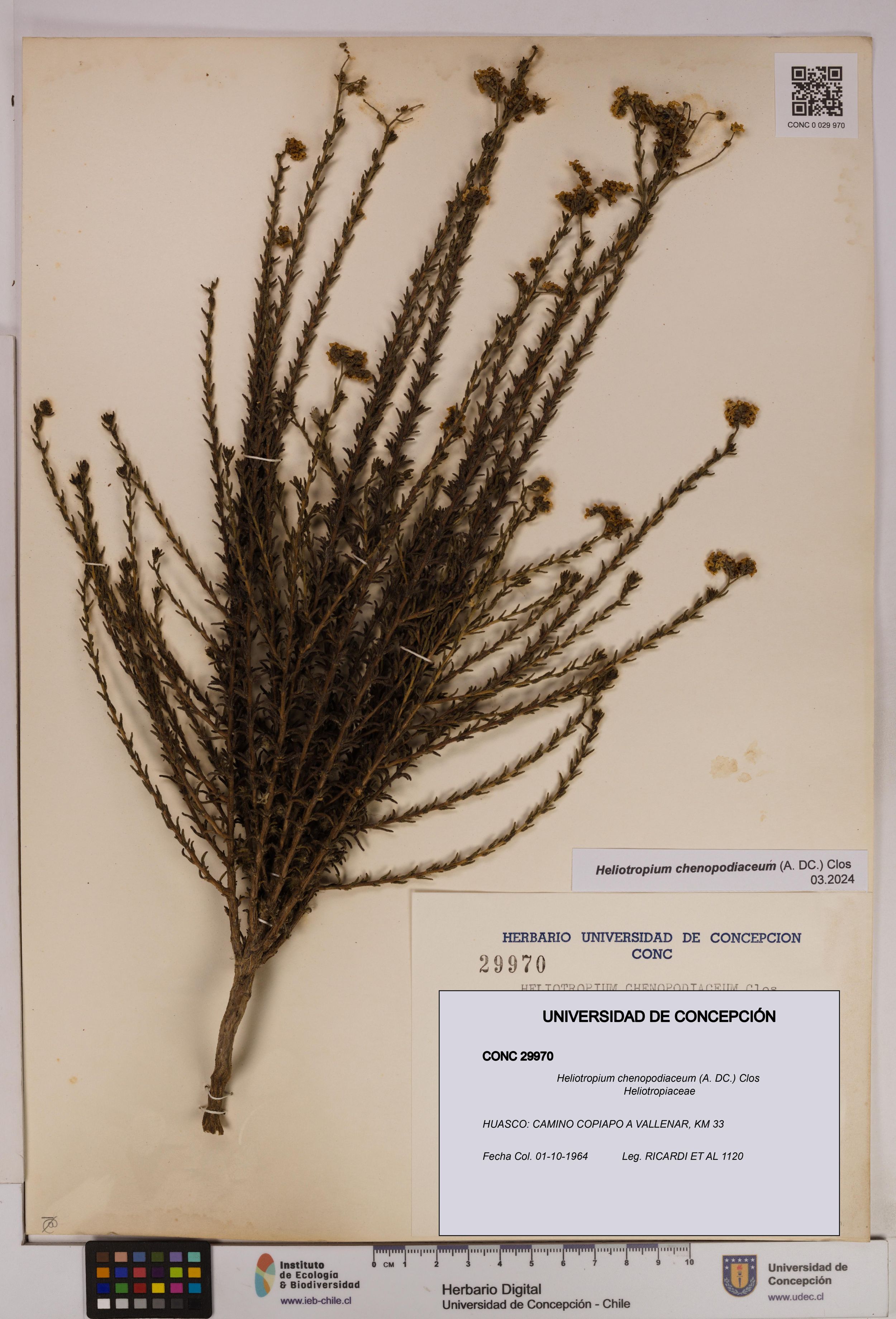 Heliotropium chenopodiaceum [Espécimen: ]