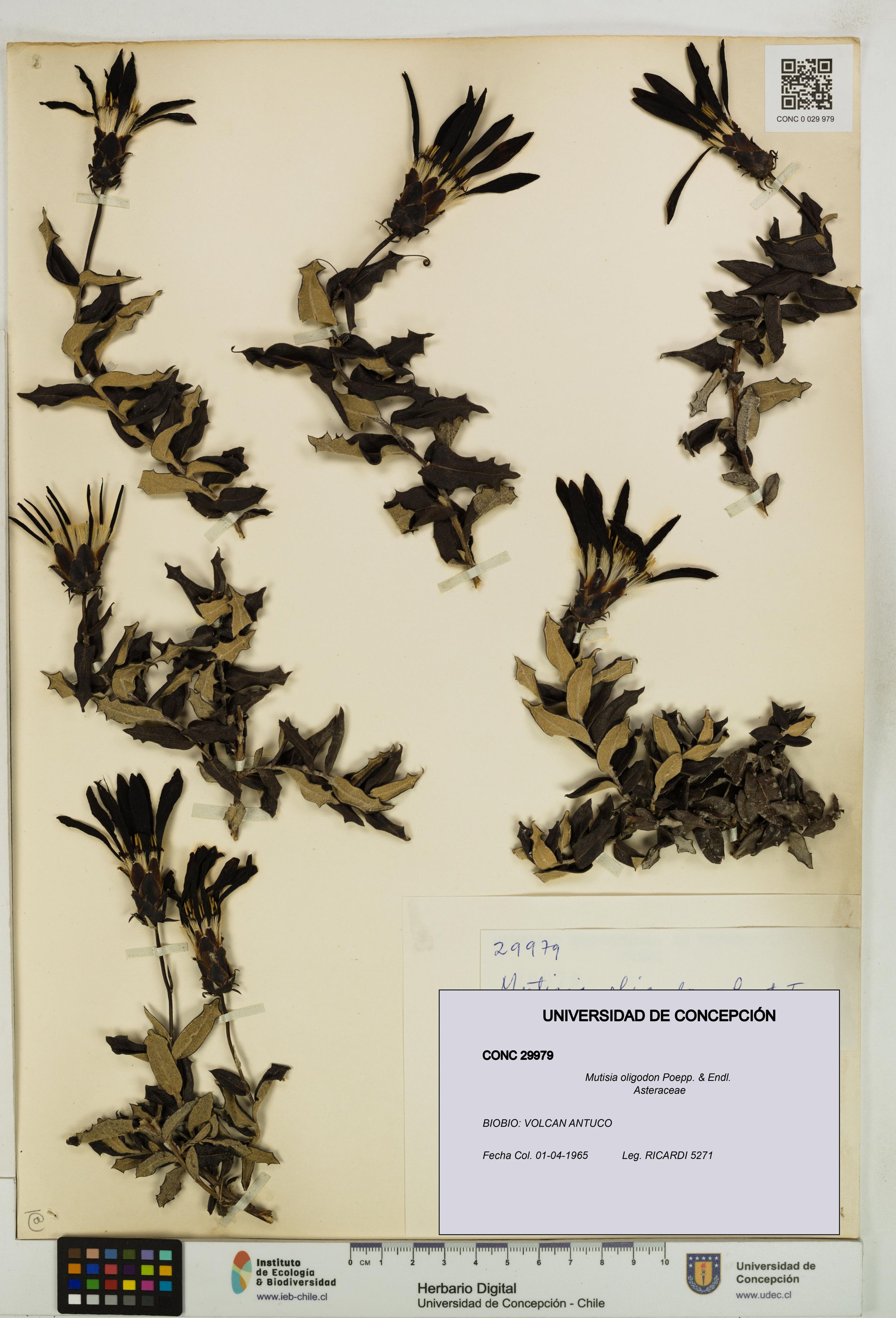 Mutisia oligodon [Espécimen: ]