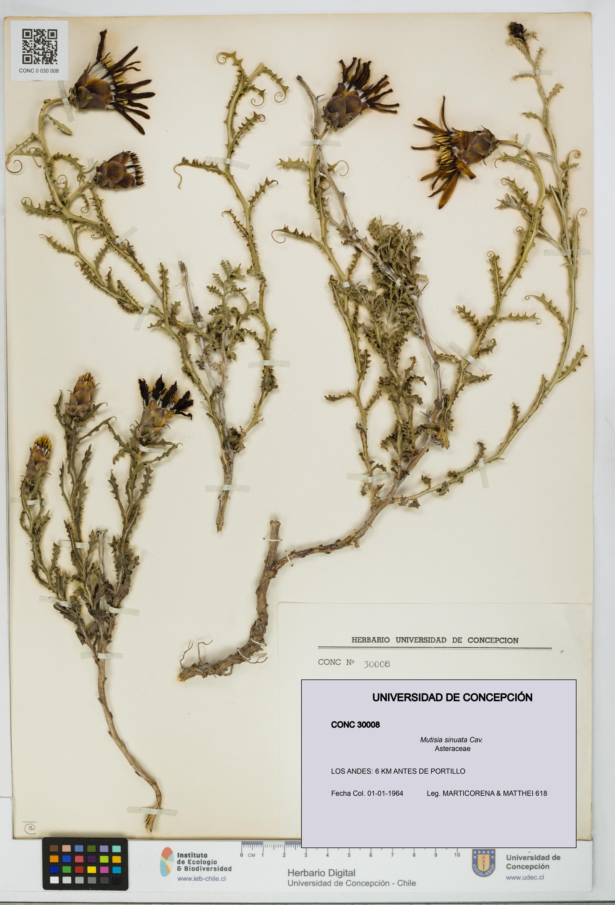 Mutisia sinuata [Espécimen: ]