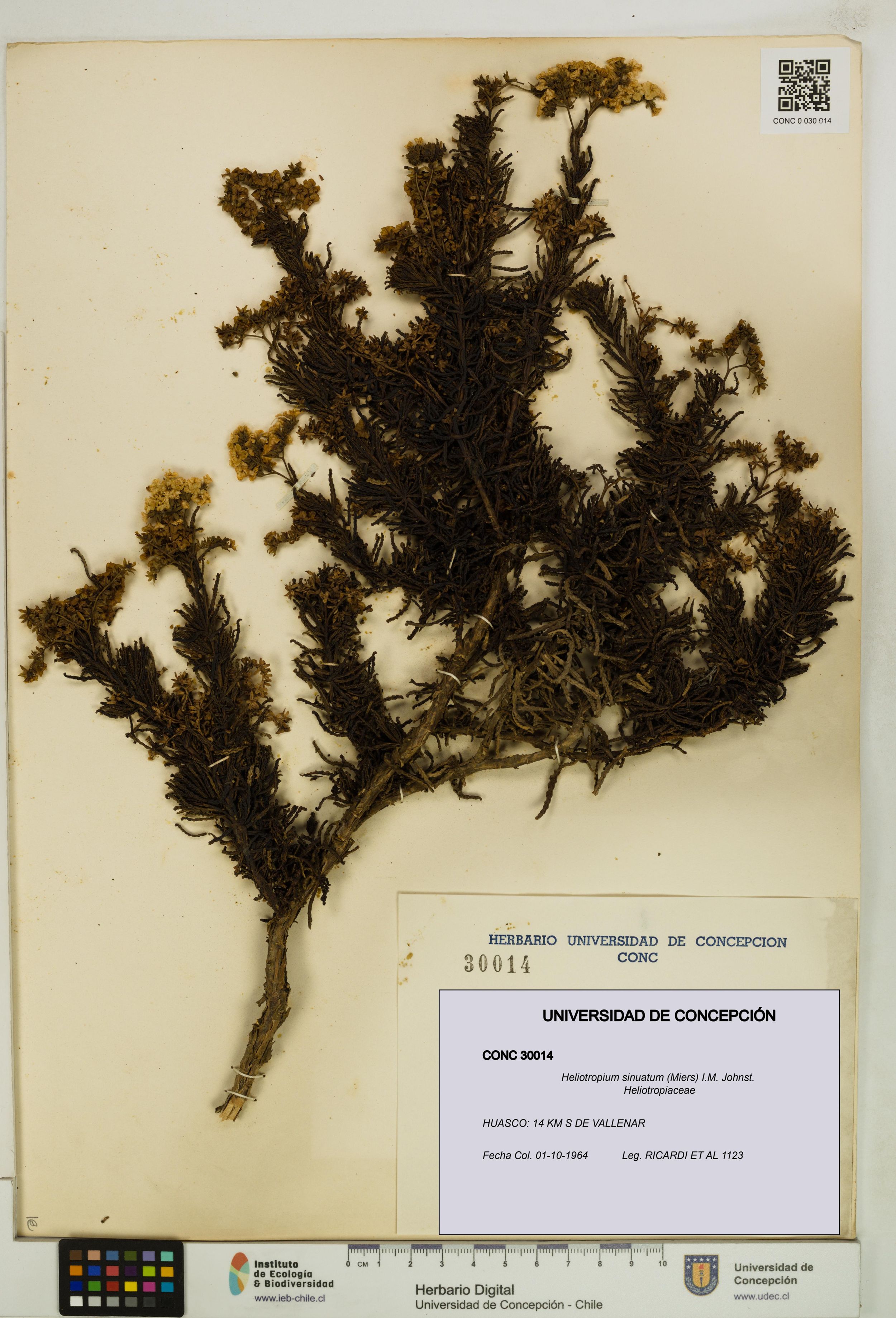 Heliotropium sinuatum [Espécimen: ]