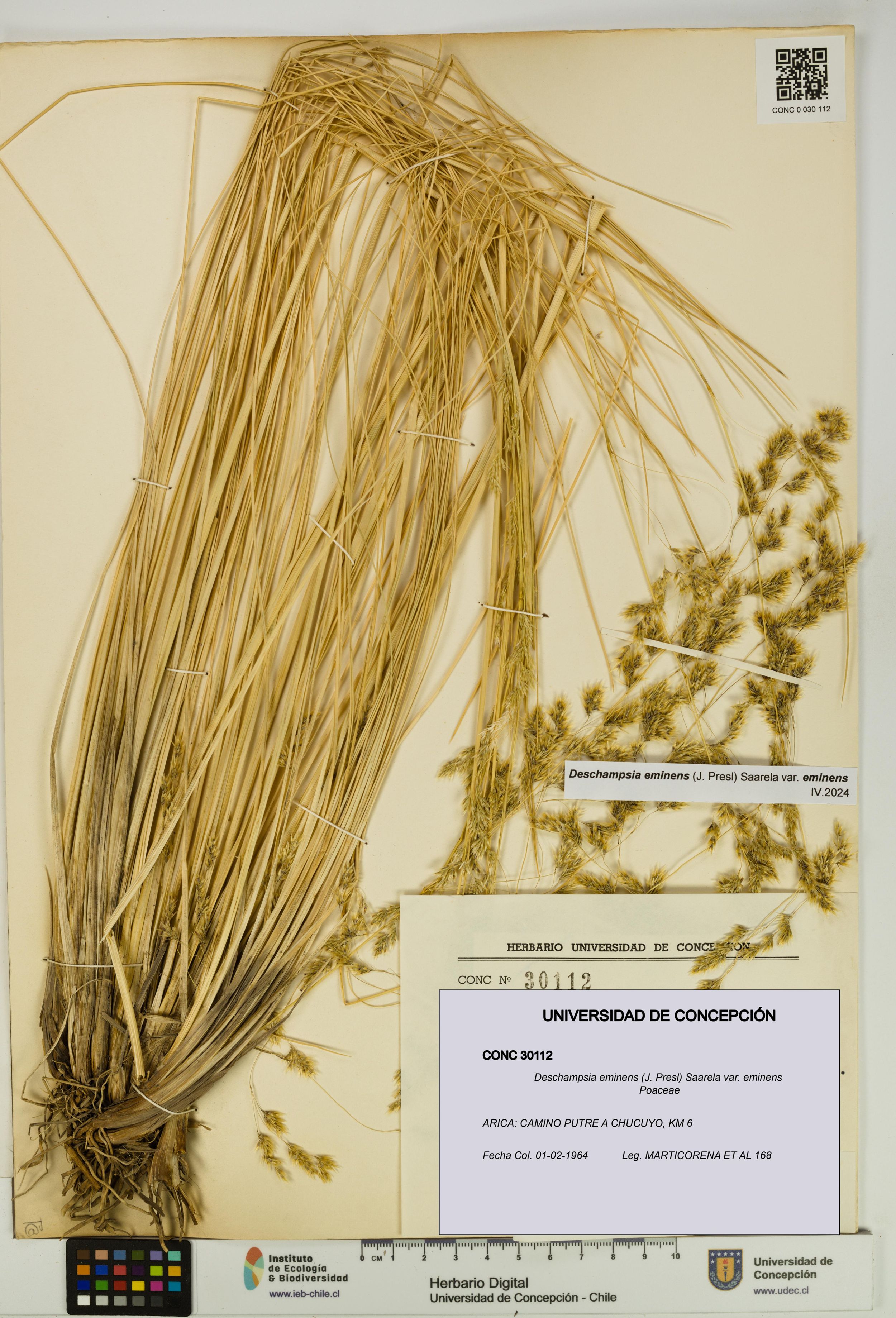 Deschampsia eminens [Espécimen: ]