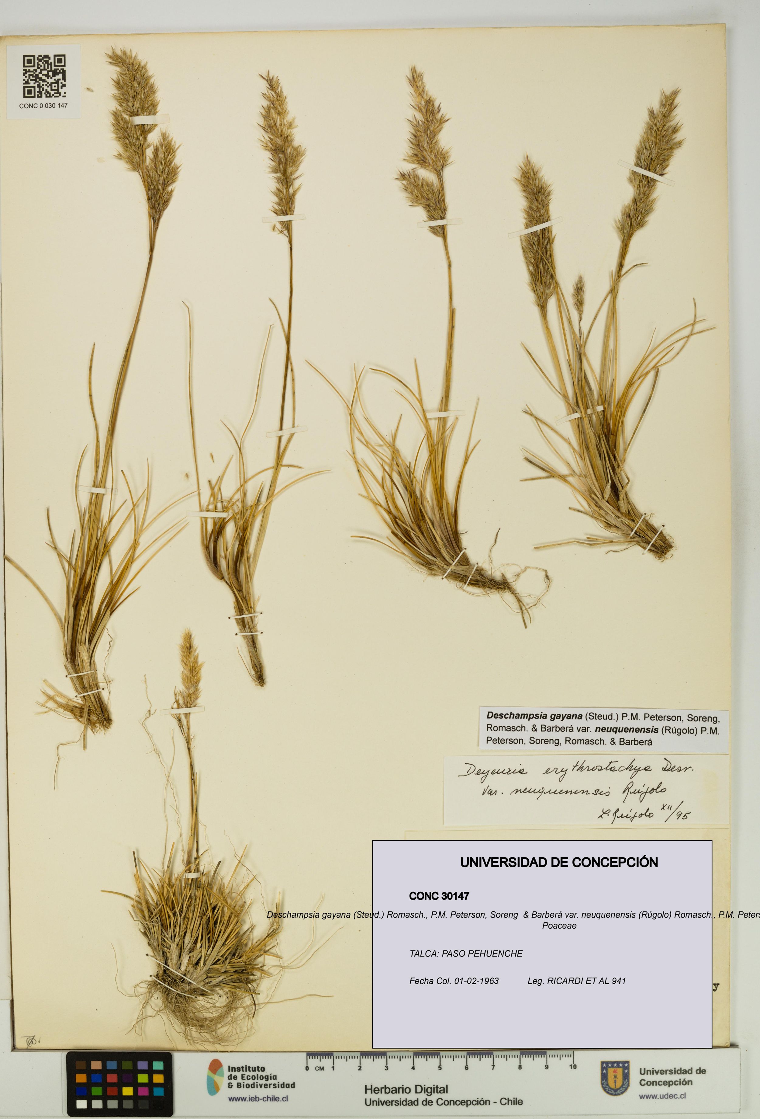 Deschampsia gayana var. neuquenensis [Espécimen: ]