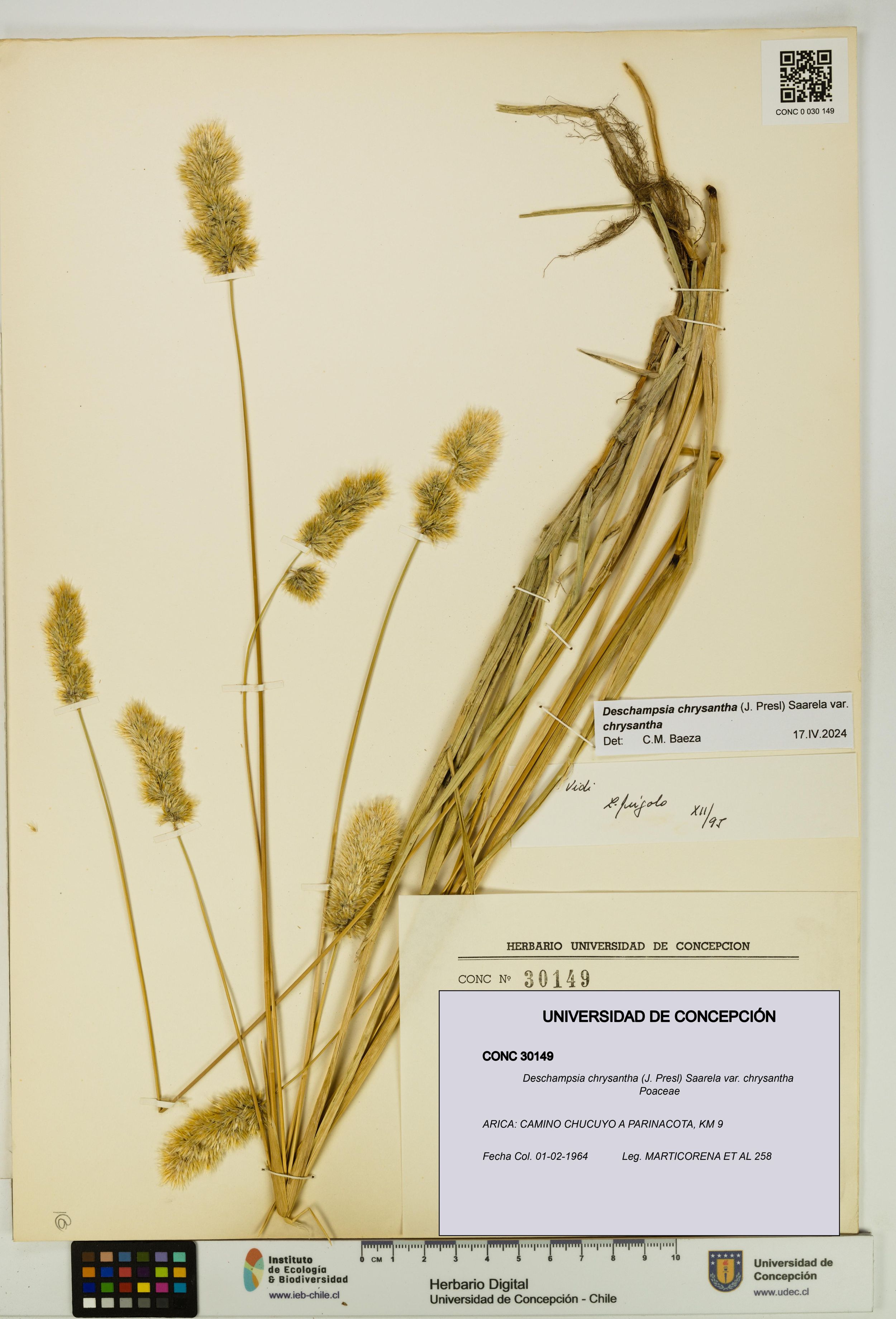 Deschampsia chrysantha var. chrysantha [Espécimen: ]