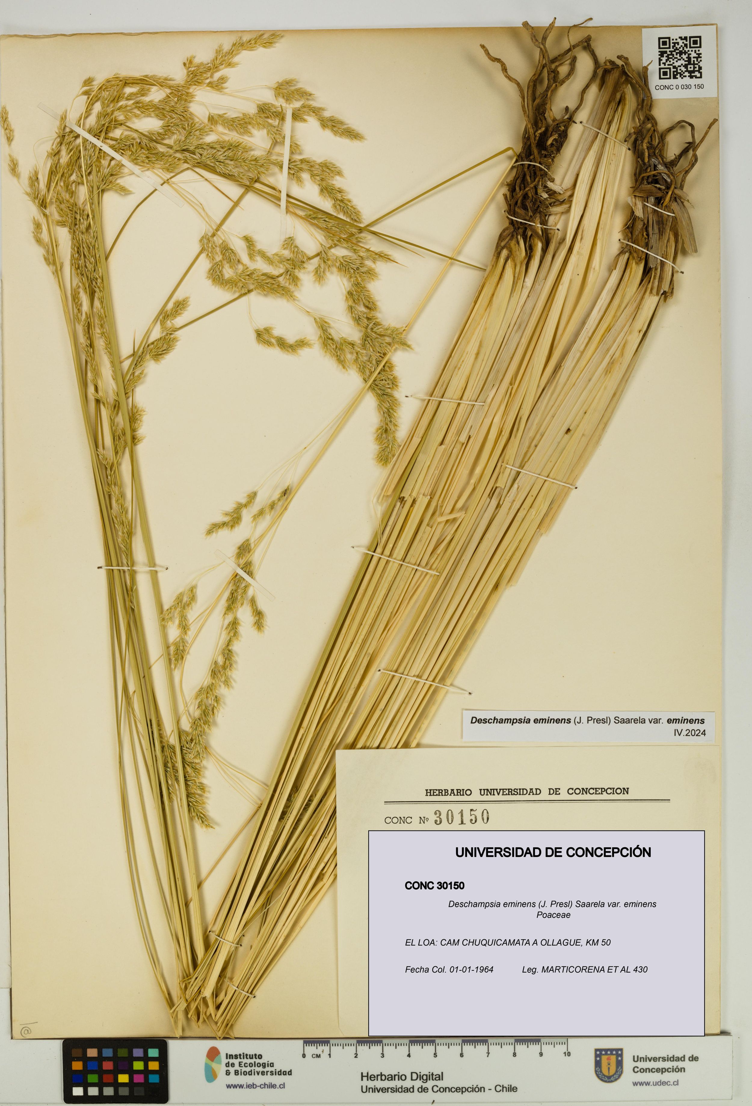 Deschampsia eminens var. eminens [Espécimen: ]