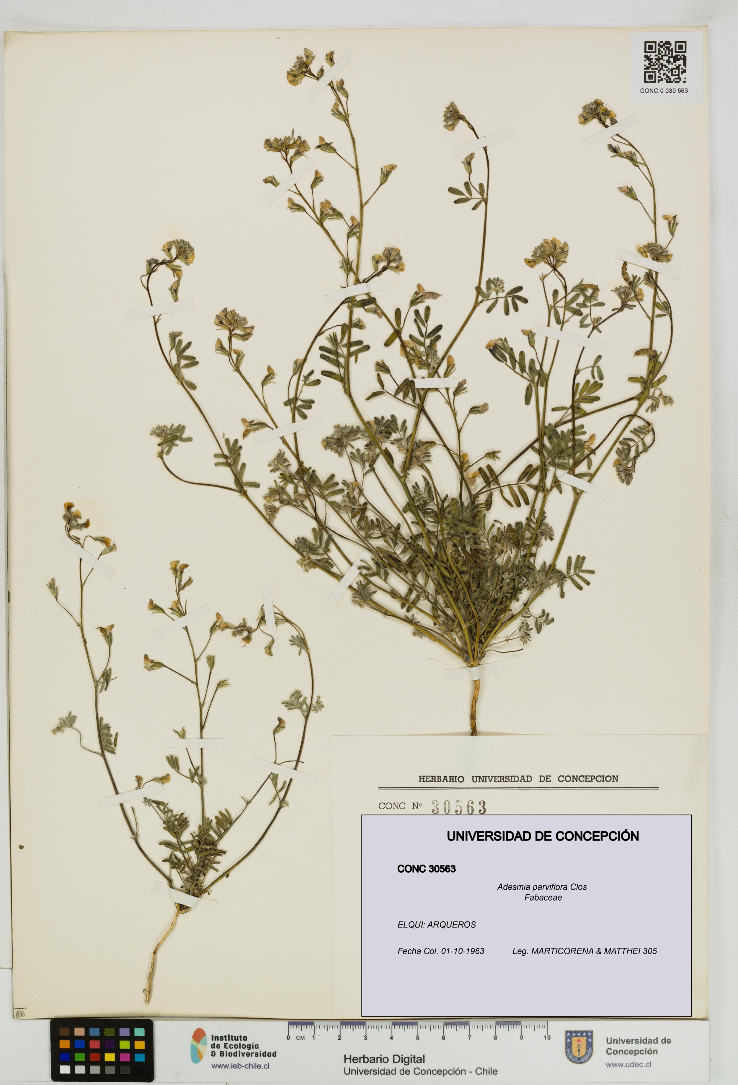 Adesmia parviflora [Espécimen: ]