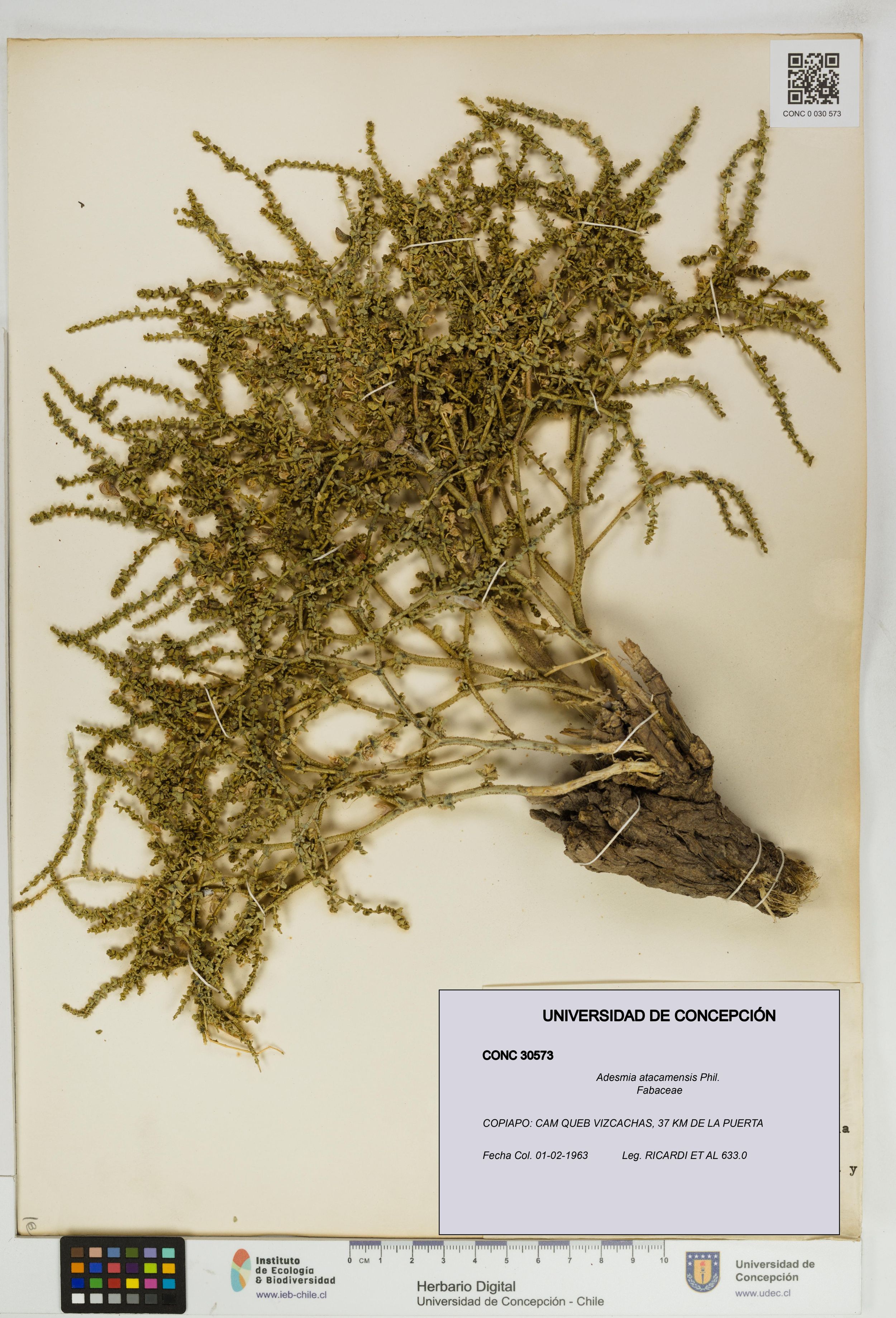 Adesmia atacamensis [Espécimen: ]