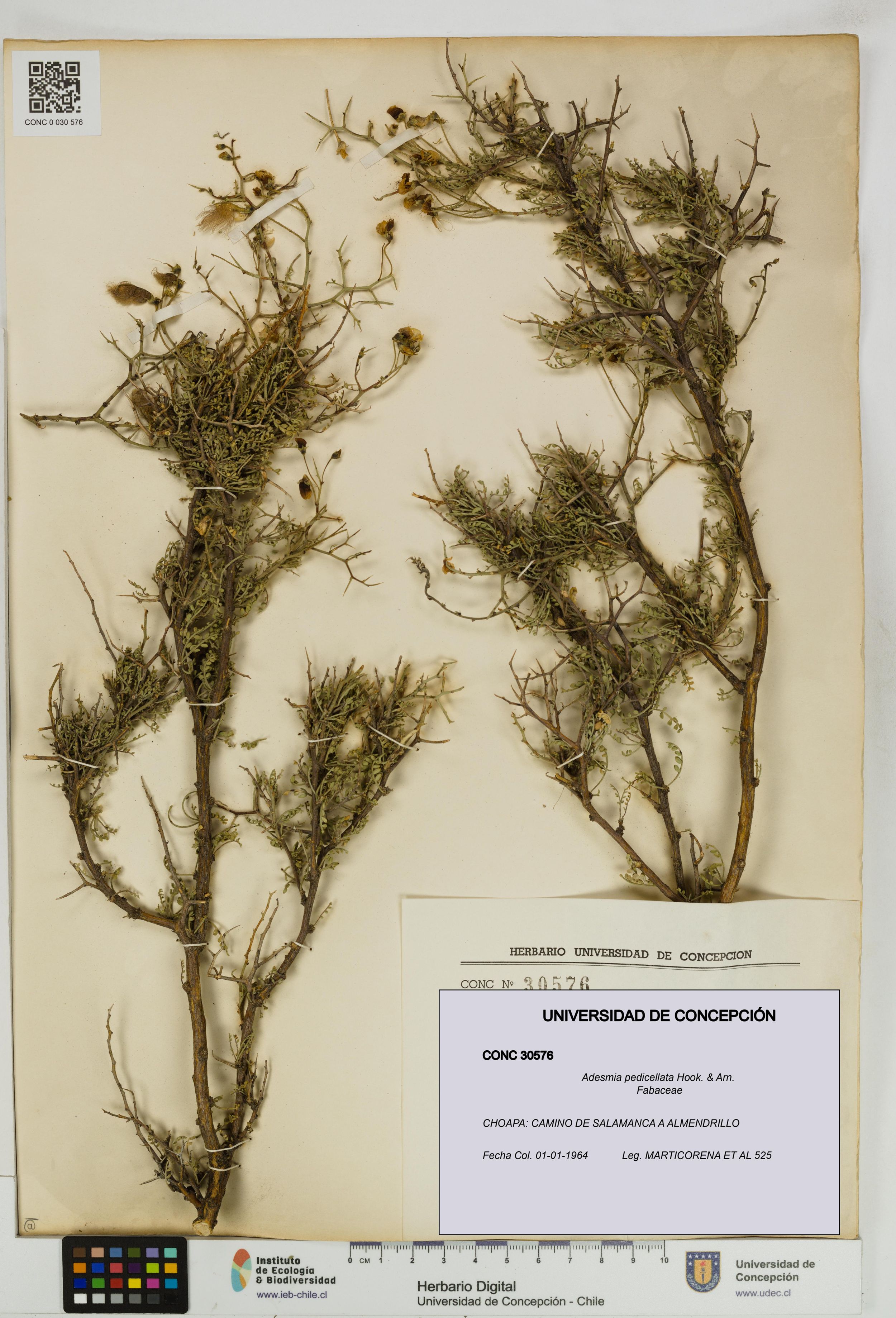 Adesmia pedicellata [Espécimen: ]