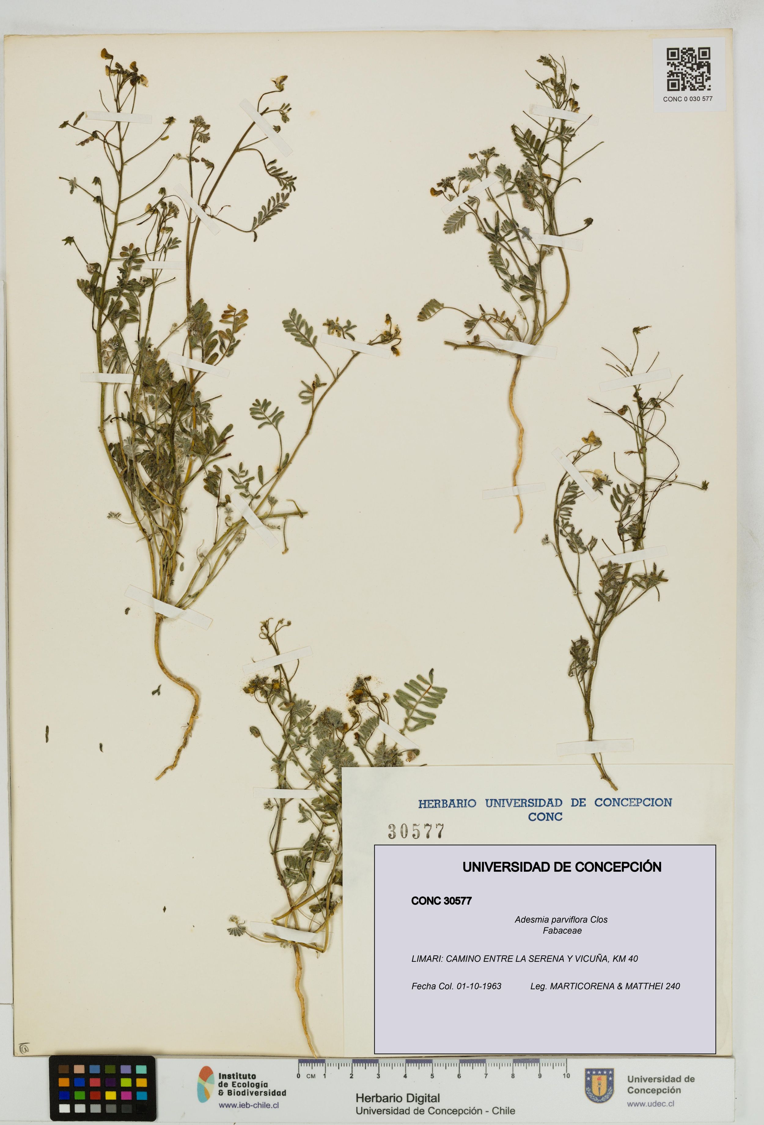 Adesmia parviflora [Espécimen: ]