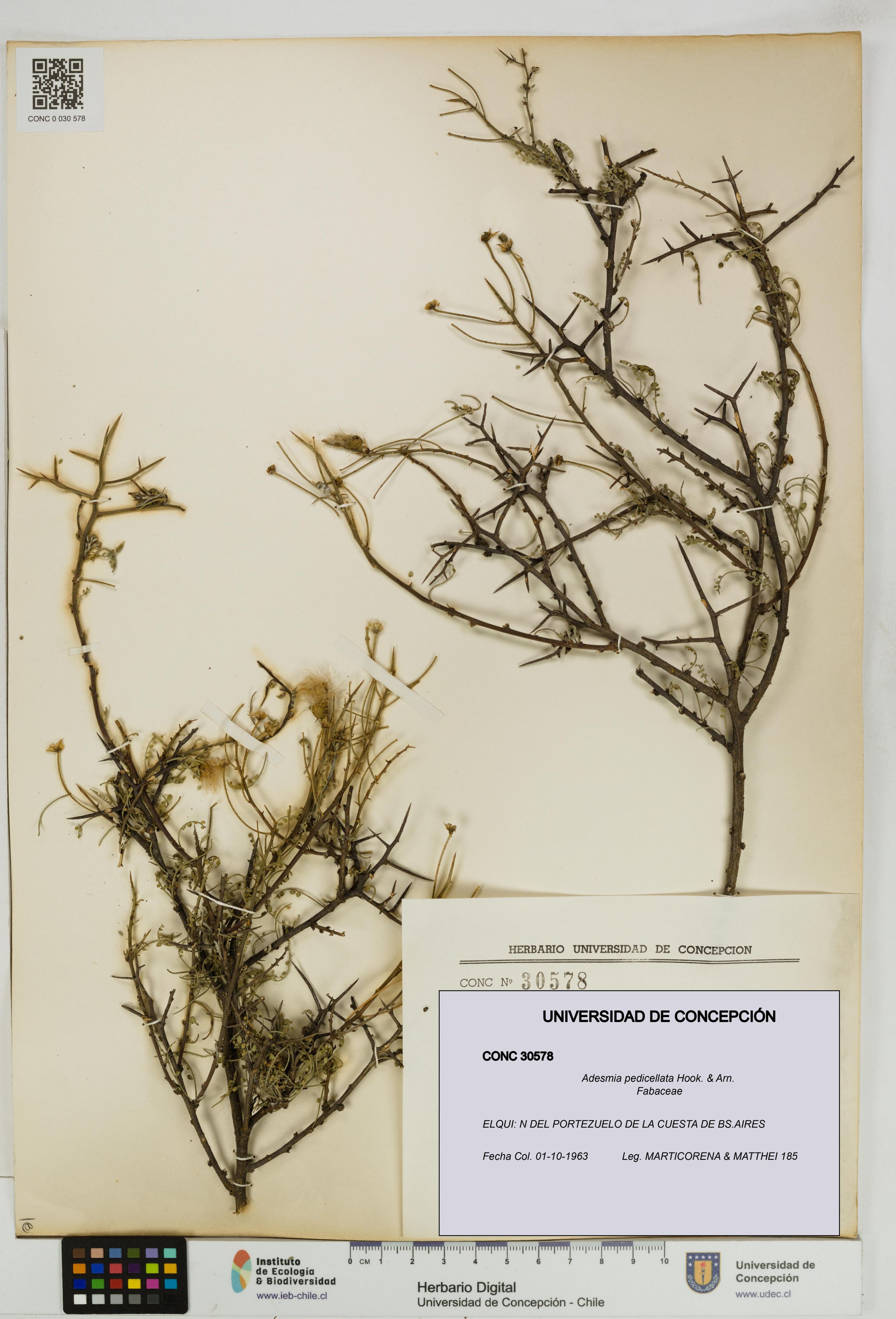 Adesmia pedicellata [Espécimen: ]