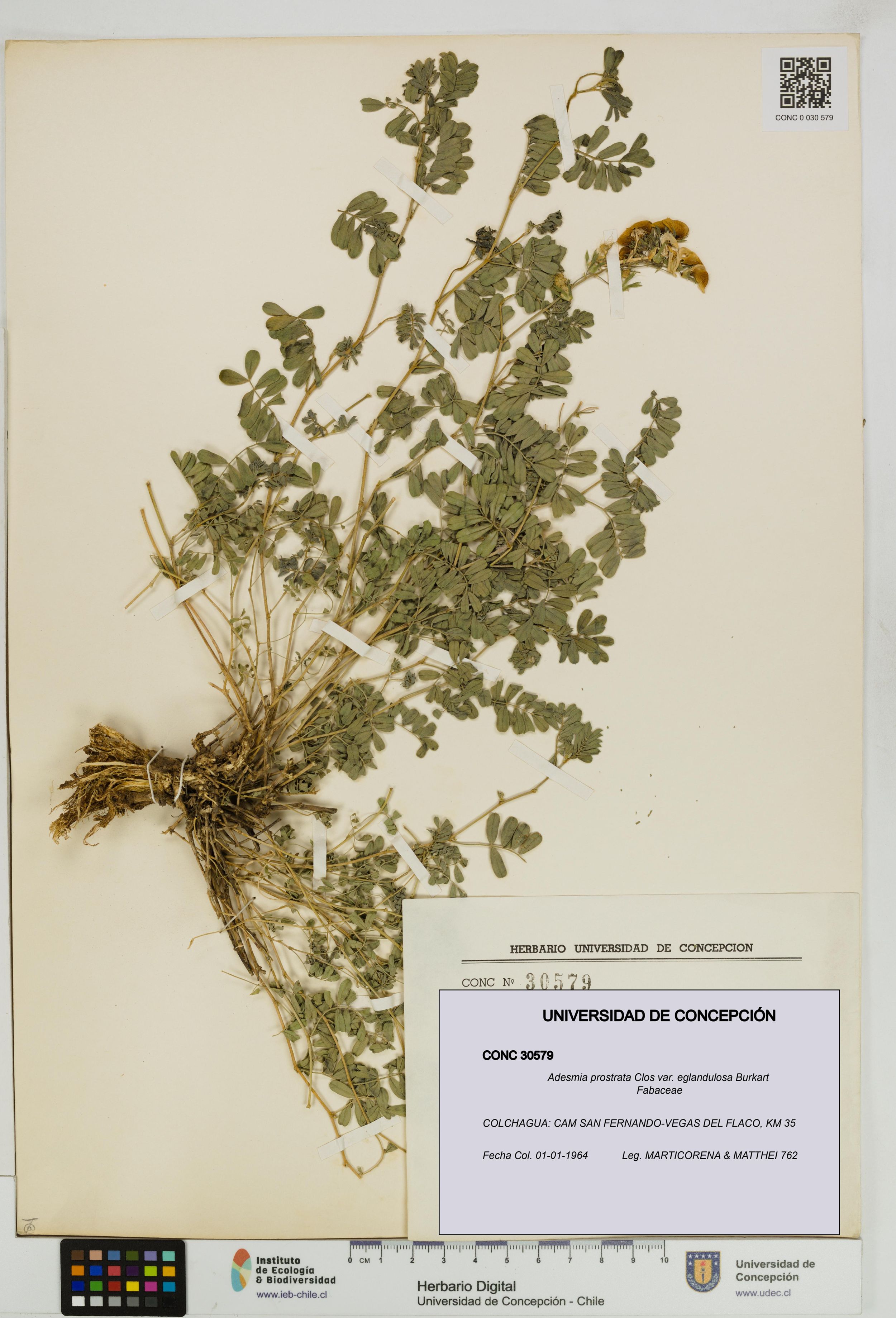 Adesmia prostrata var. eglandulosa [Espécimen: ]