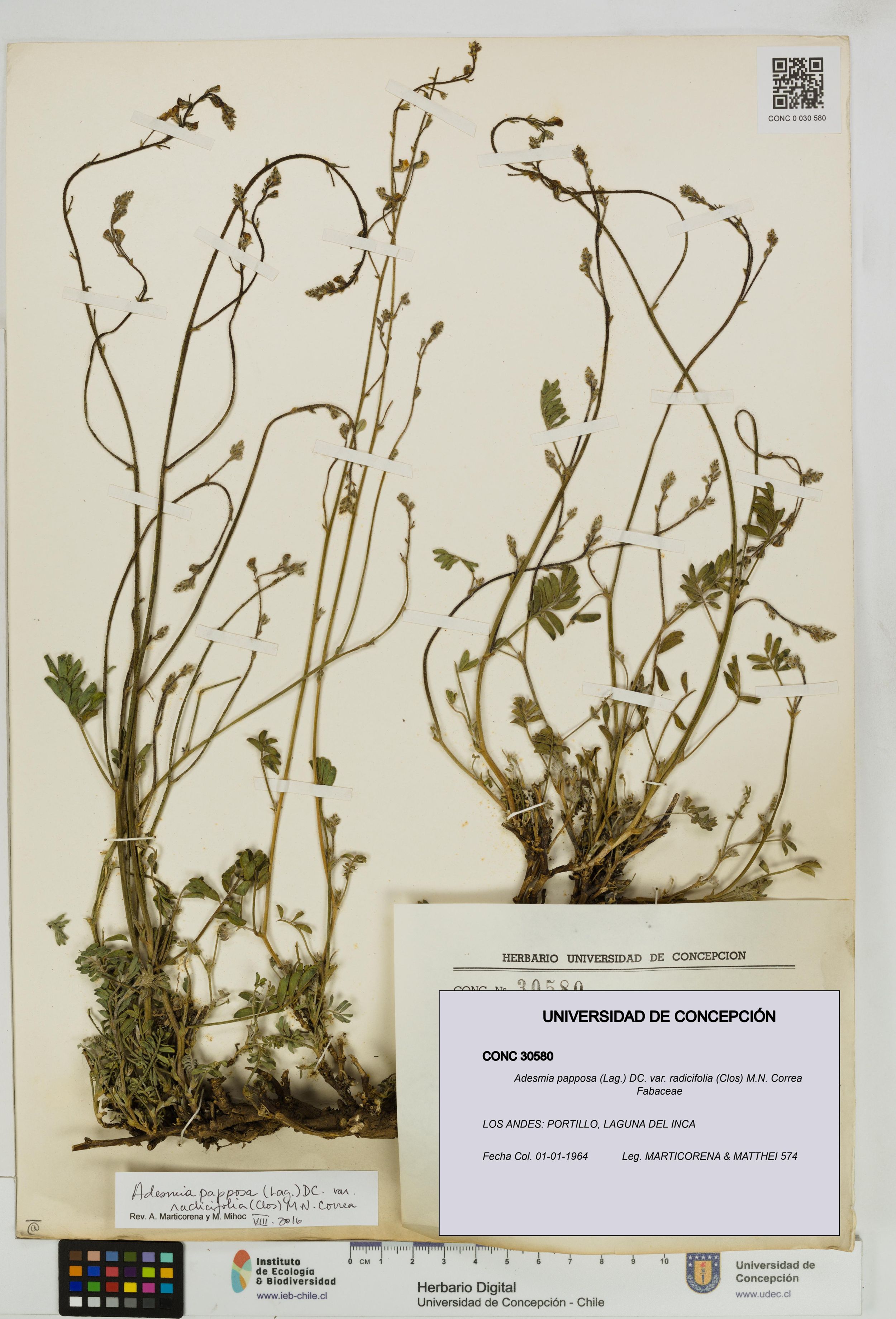 Adesmia papposa var. radicifolia [Espécimen: ]