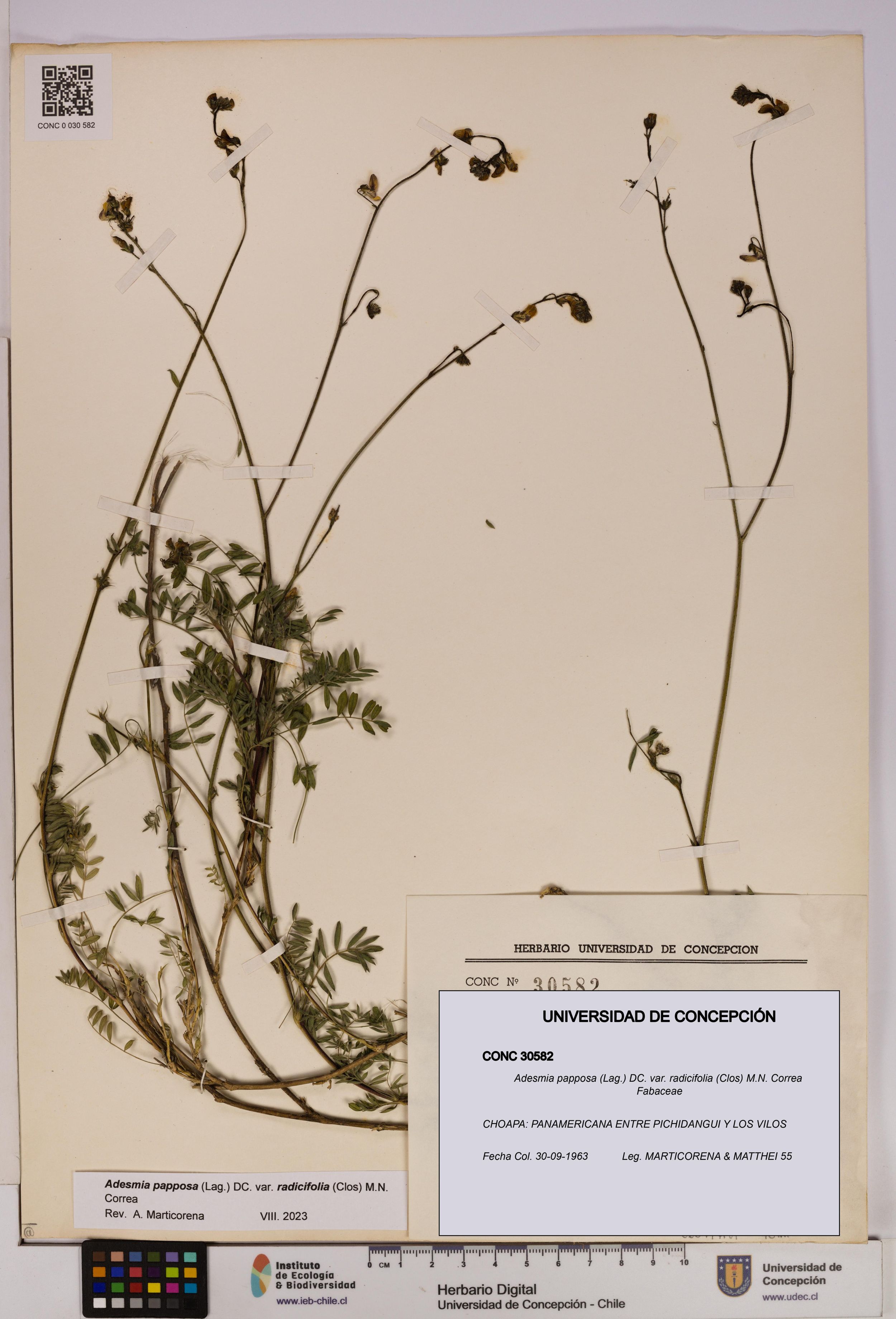 Adesmia papposa var. radicifolia [Espécimen: ]