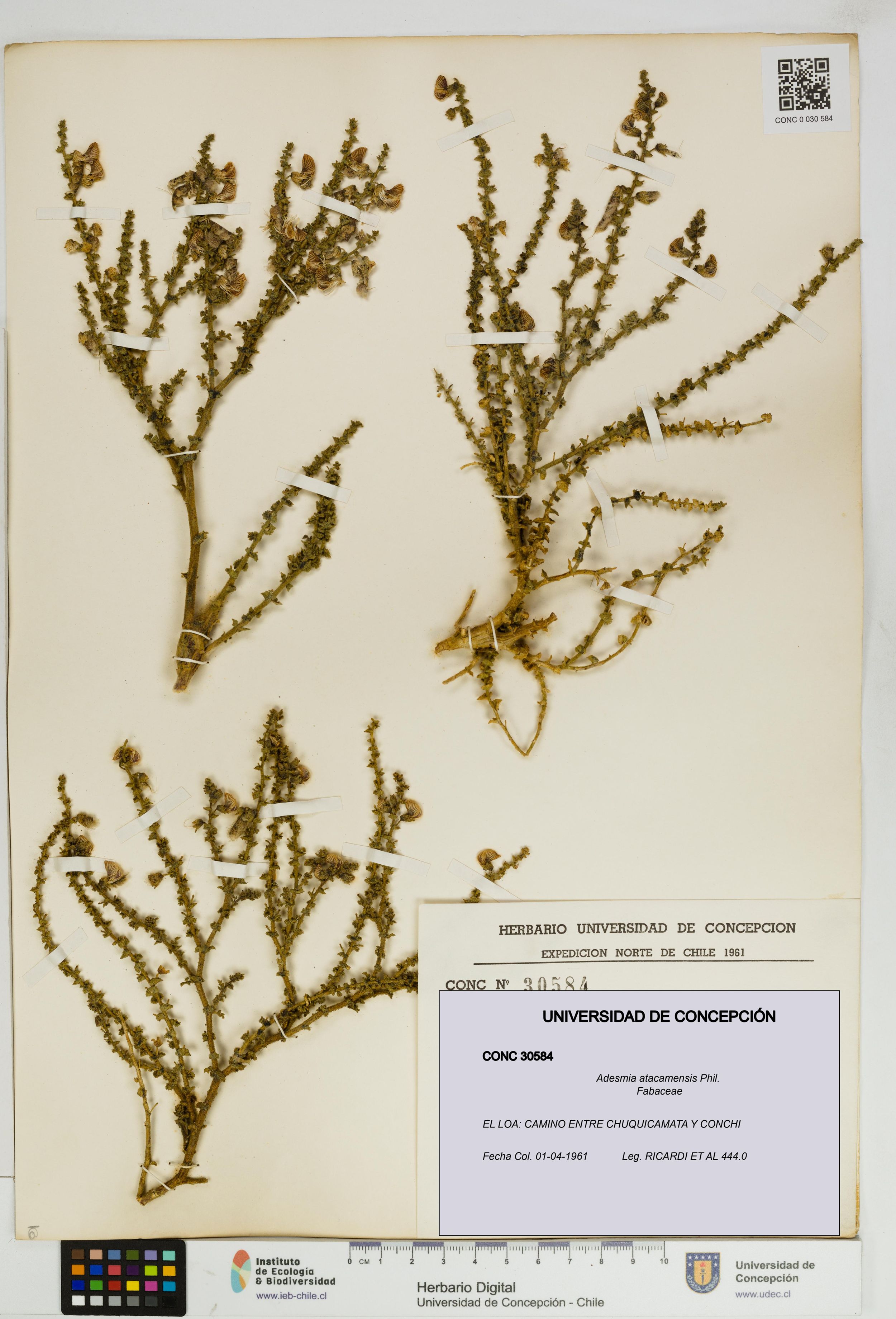 Adesmia atacamensis [Espécimen: ]