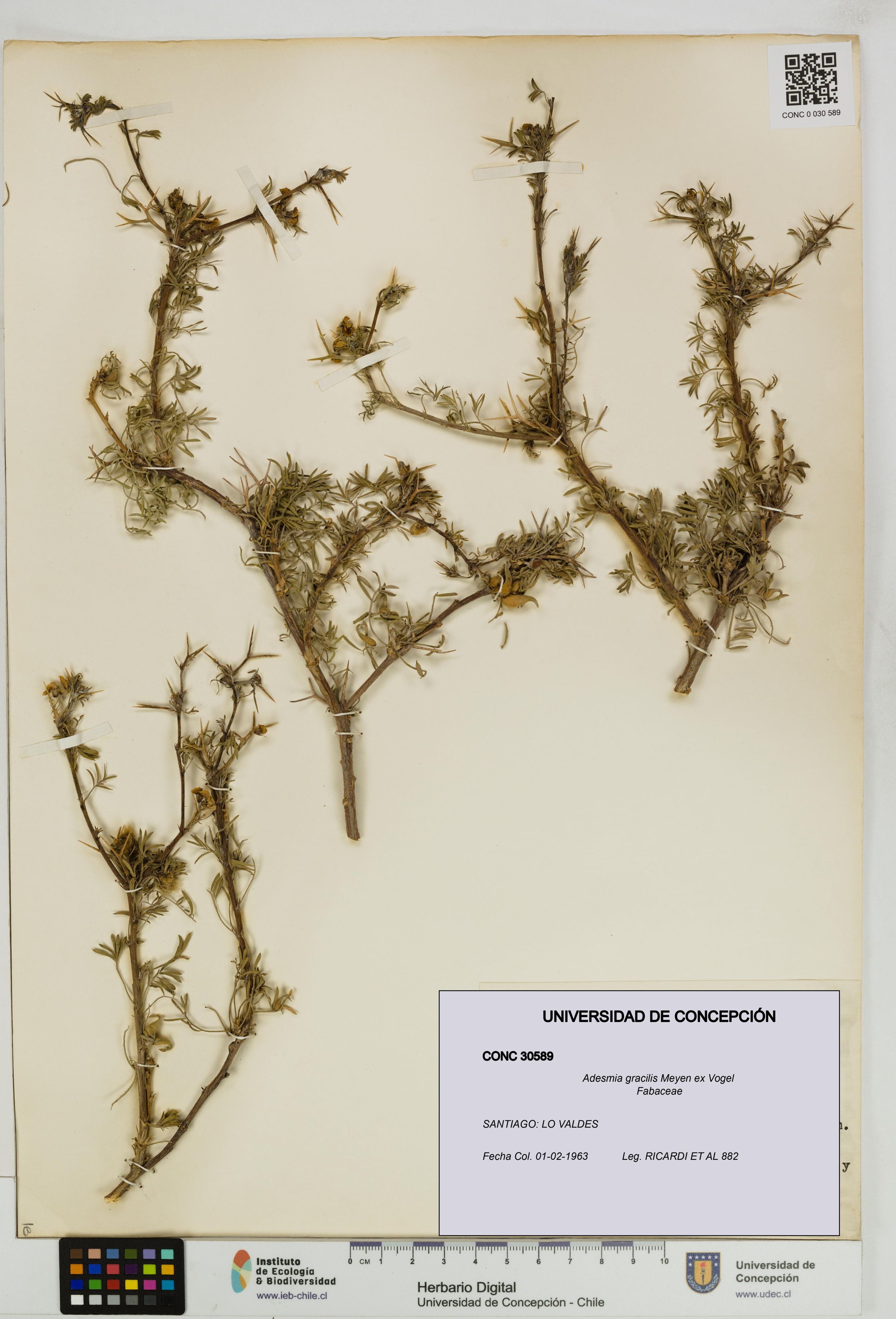 Adesmia gracilis [Espécimen: ]