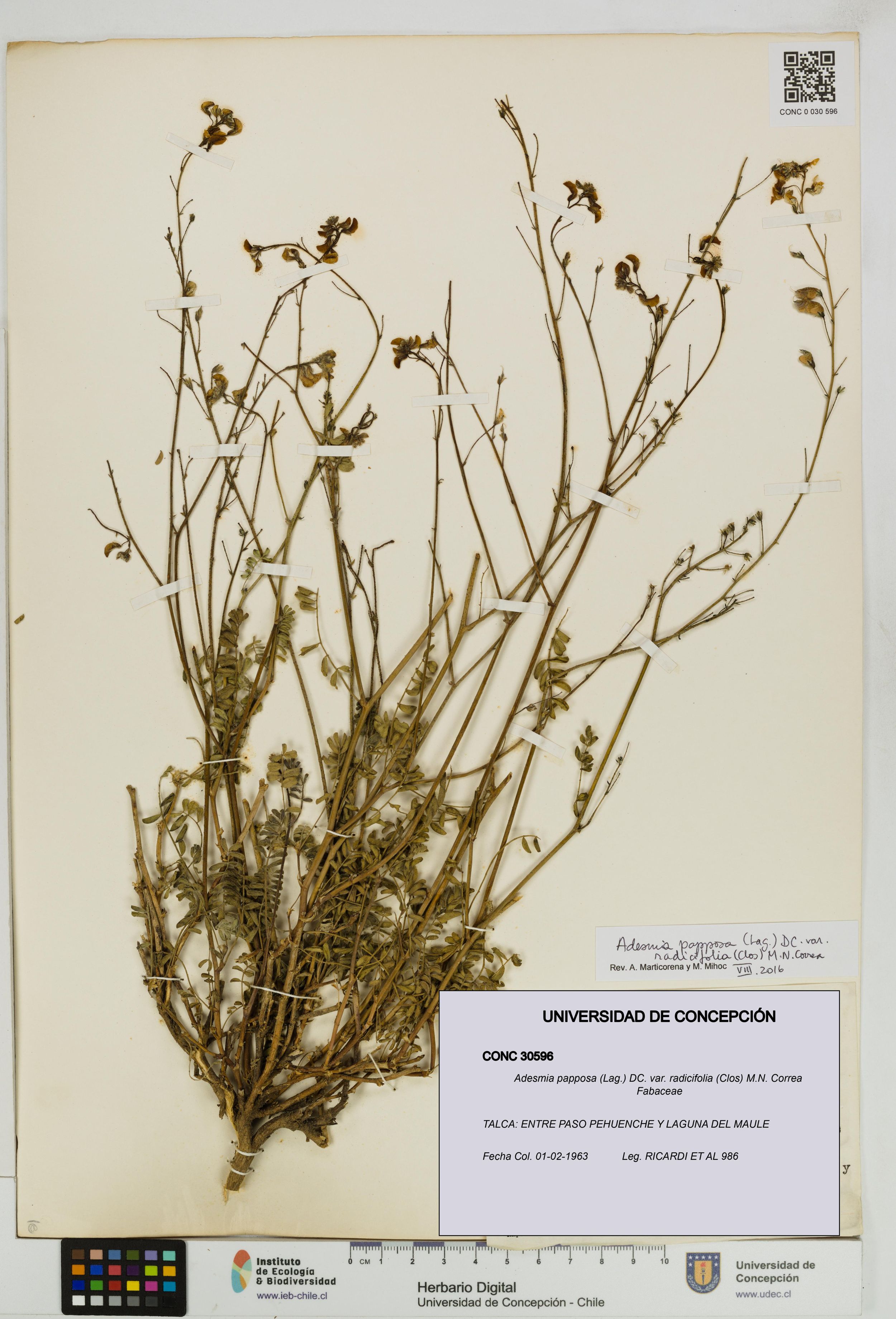 Adesmia papposa var. radicifolia [Espécimen: ]