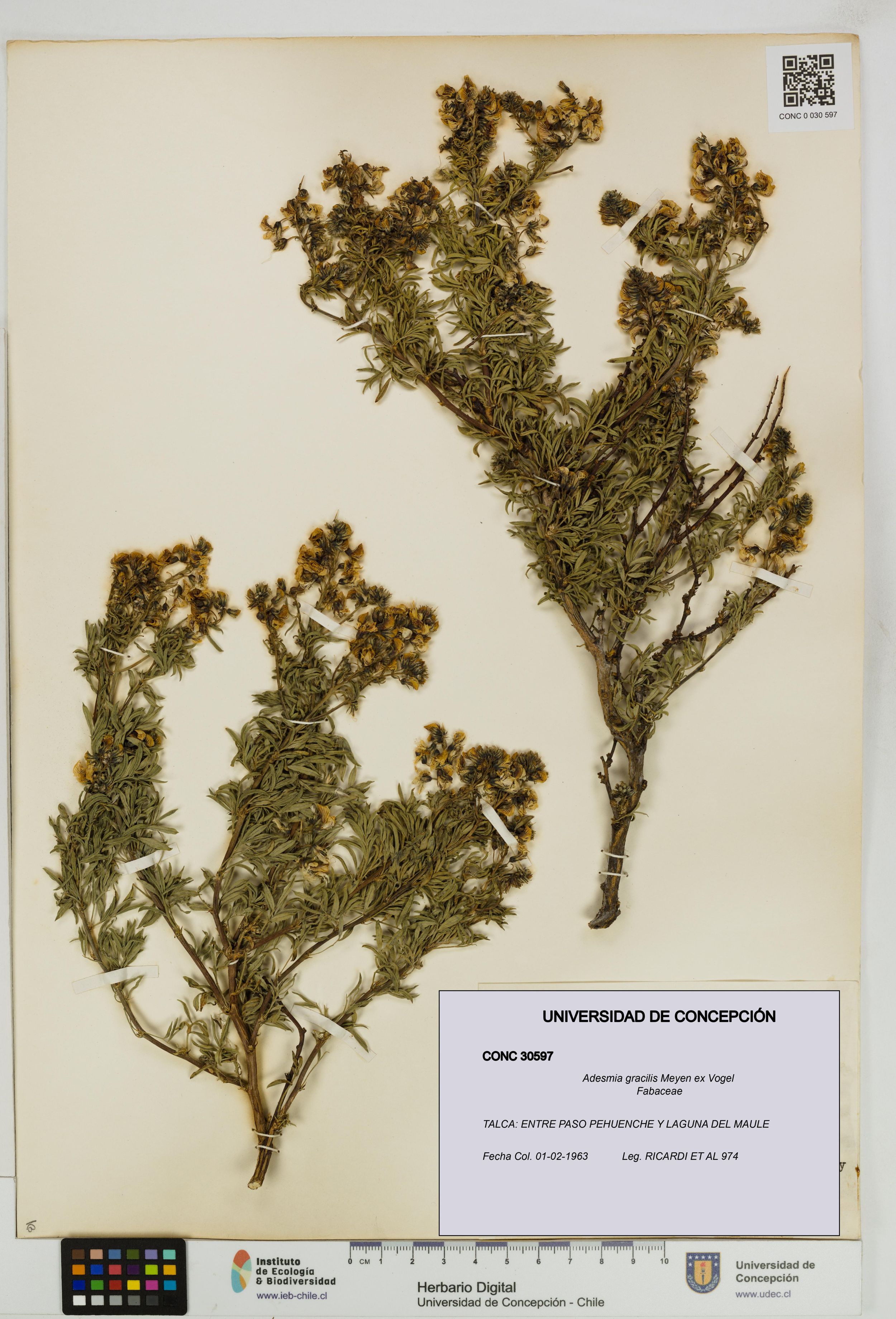 Adesmia gracilis [Espécimen: ]