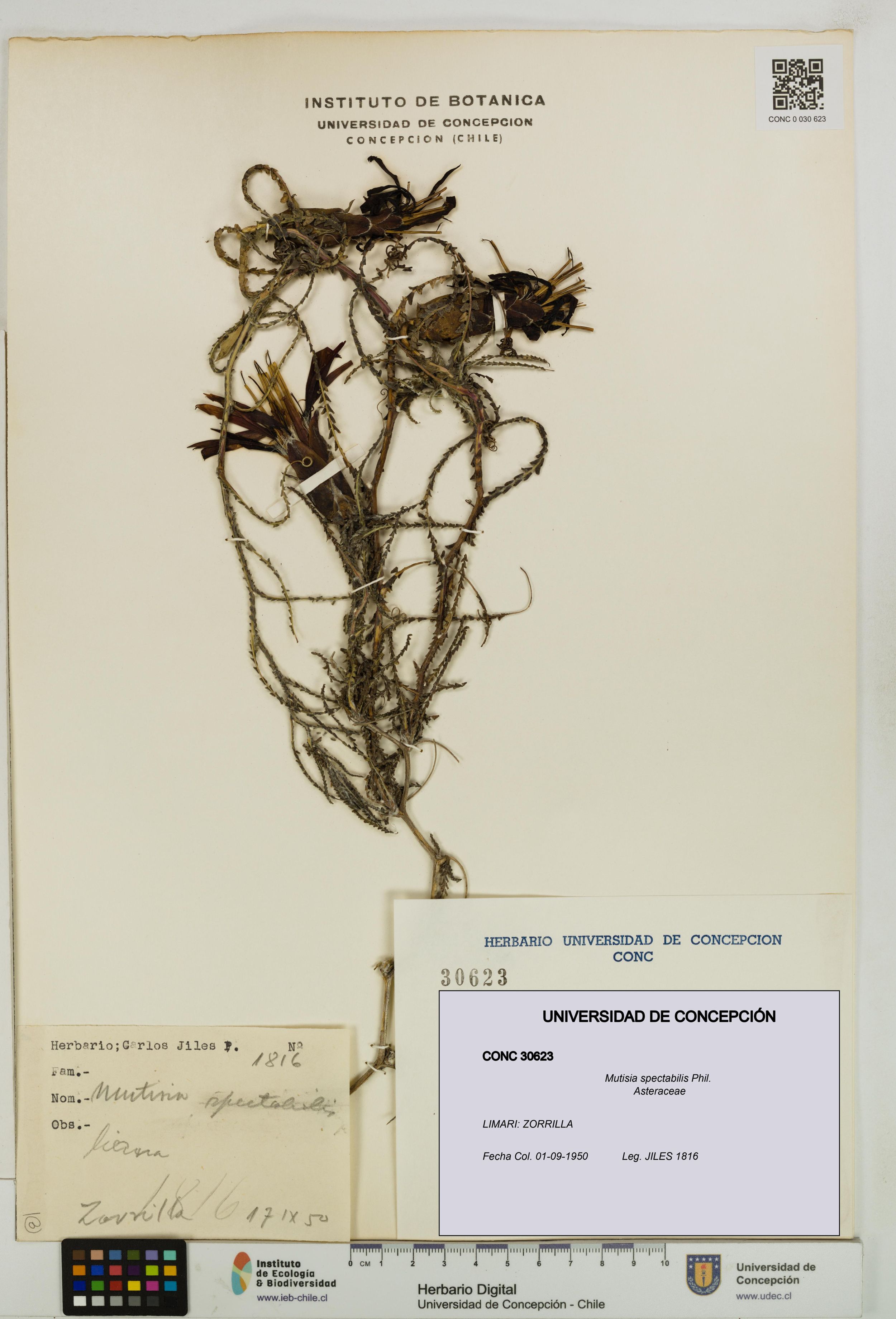 Mutisia spectabilis [Espécimen: ]