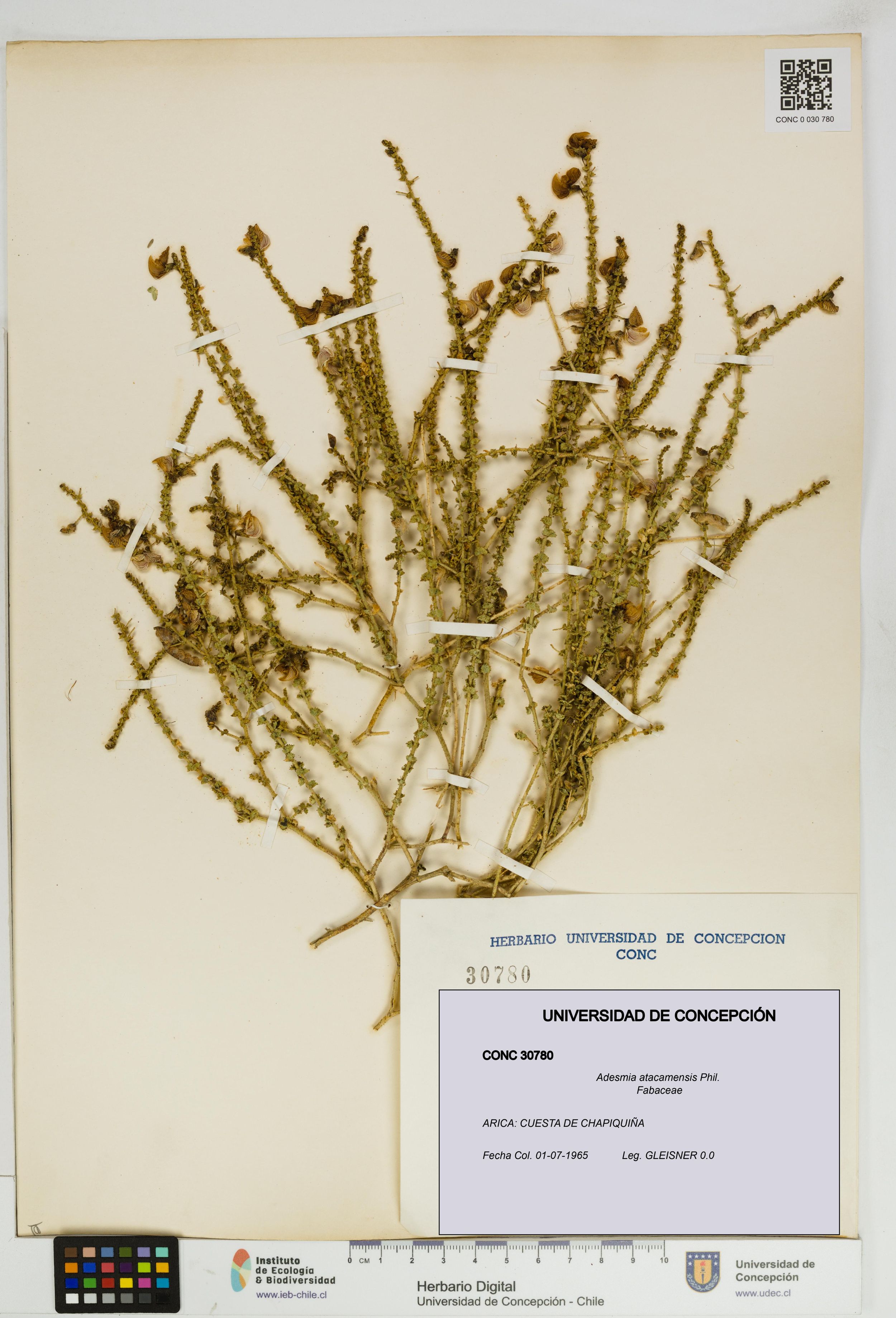 Adesmia atacamensis [Espécimen: ]