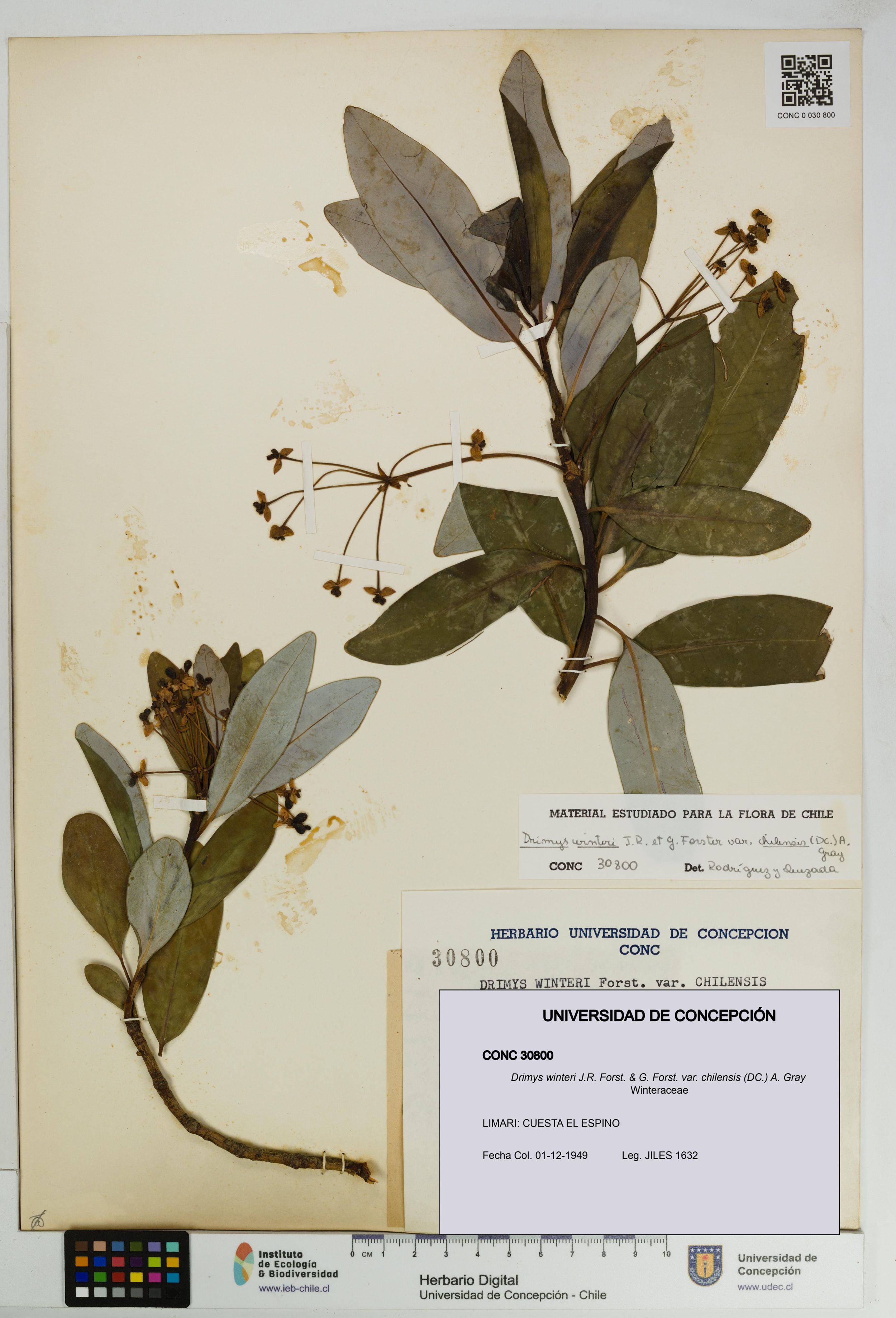 Drimys winteri var. chilensis [Espécimen: ]